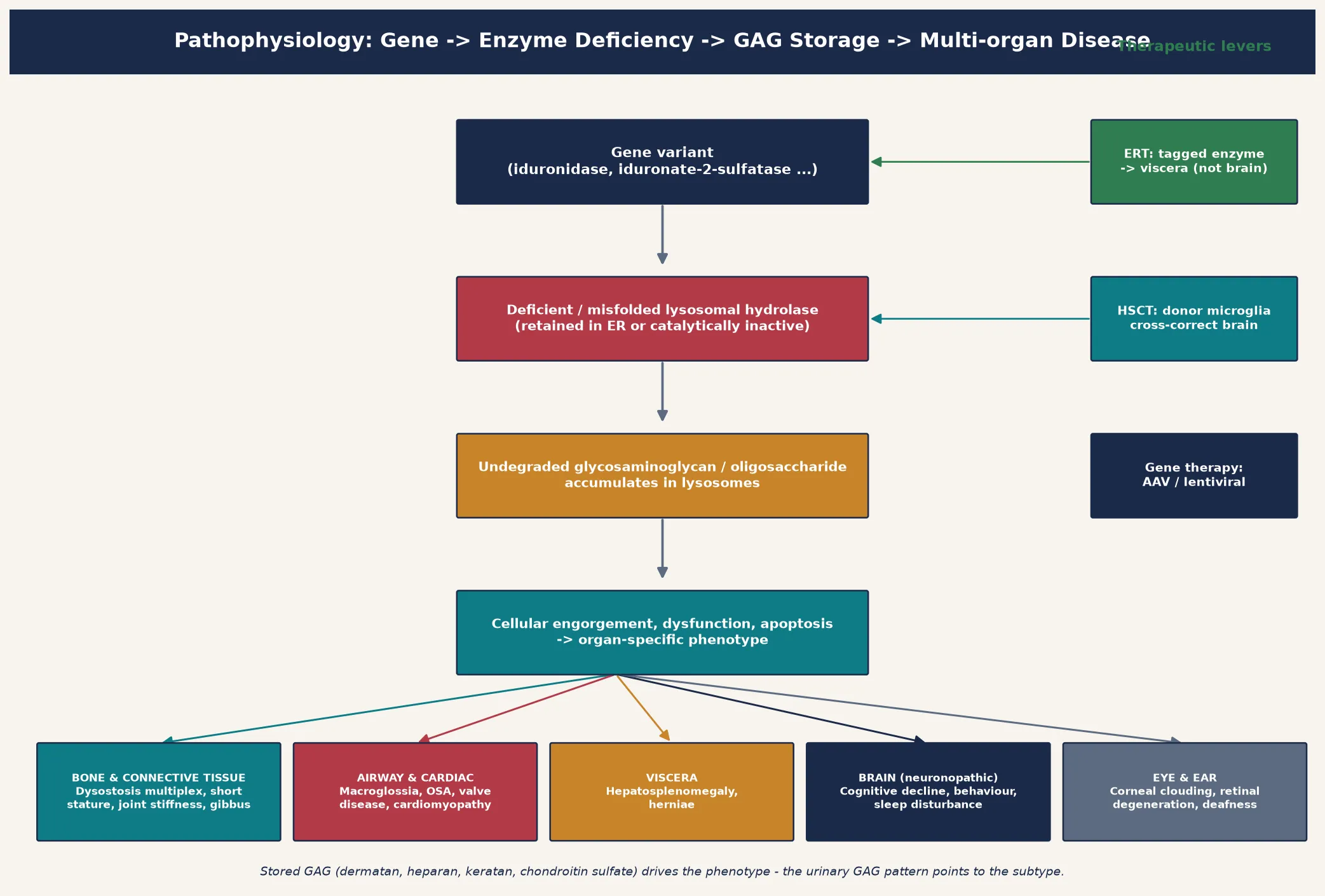 Pathophysiology cascade showing gene variant leading to deficient lysosomal hydrolase, glycosaminoglycan accumulation and lysosomal engorgement, then organ consequences across bone, airway, viscera, brain, and eye with enzyme replacement, stem cell transplant, and gene therapy overlaid