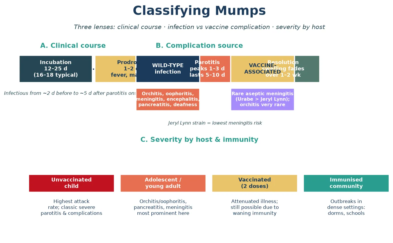 Three-panel schematic of mumps classification: the incubation-prodrome-parotitis-resolution clinical course on a timeline; the distinction between wild-type infection complications and rare vaccine-associated events; and severity stratified by host immunity (unvaccinated child, postpubertal adolescent, two-dose vaccinated, and outbreak community)