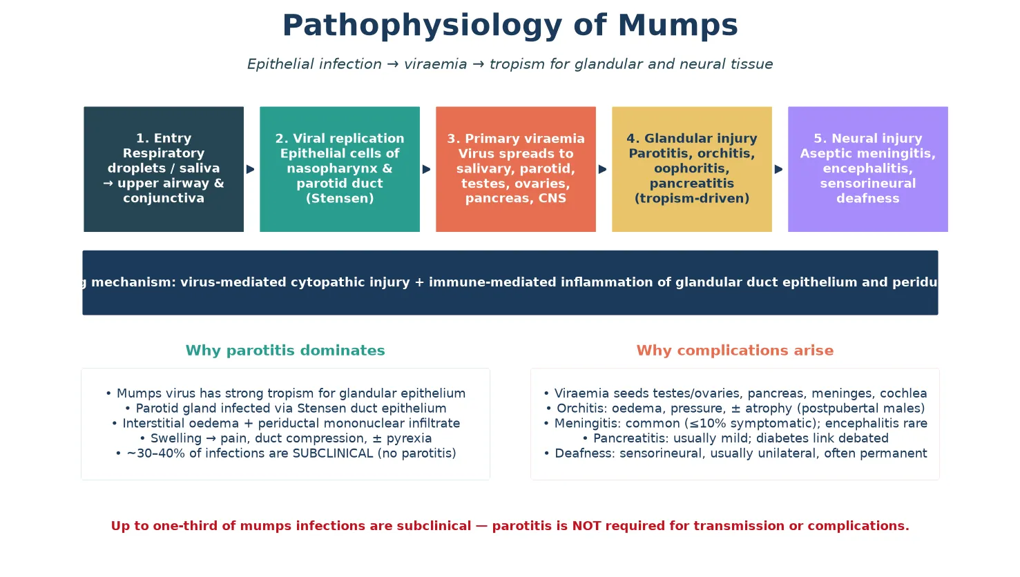 Left-to-right pathophysiology cascade: respiratory entry of mumps virus, epithelial replication in nasopharynx and Stensen duct, primary viraemia seeding glandular and neural tissue, glandular injury producing parotitis/orchitis/pancreatitis, and neural injury producing meningitis/encephalitis/deafness, with explanatory footers on why parotitis dominates and why complications arise