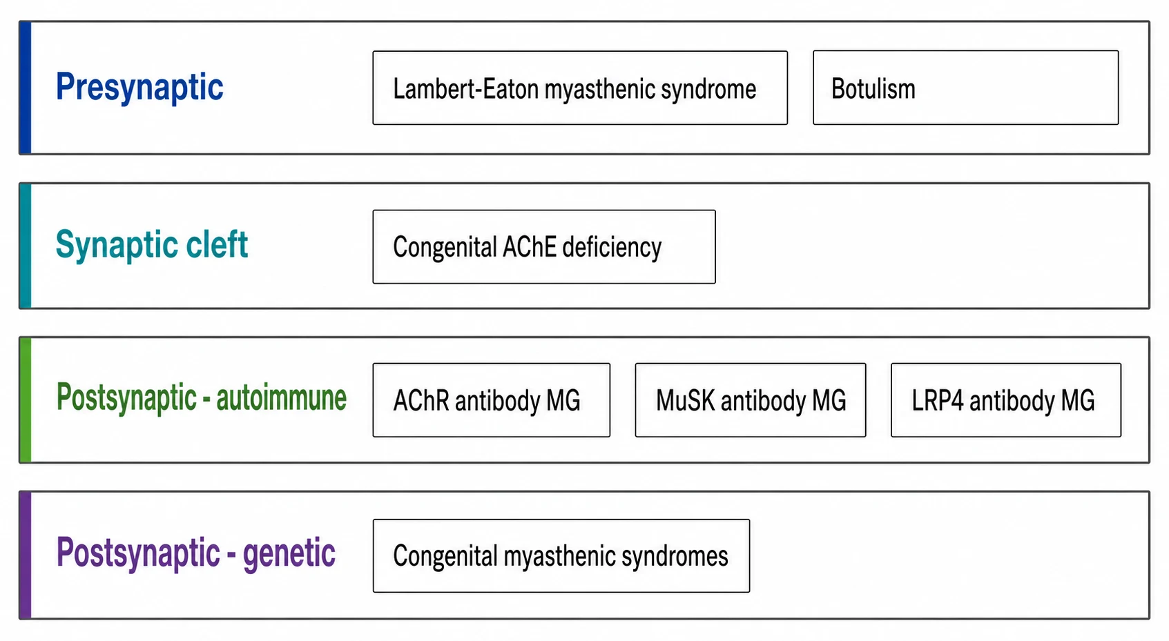 A classification schematic on a white background showing the neuromuscular junction disorders as four colour-coded horizontal boxed rows: presynaptic with Lambert-Eaton myasthenic syndrome and botulism, synaptic with congenital acetylcholinesterase deficiency, postsynaptic autoimmune with acetylcholine receptor antibody myasthenia gravis and muscle-specific kinase and LRP4 antibody disease, and postsynaptic genetic with the congenital myasthenic syndromes.