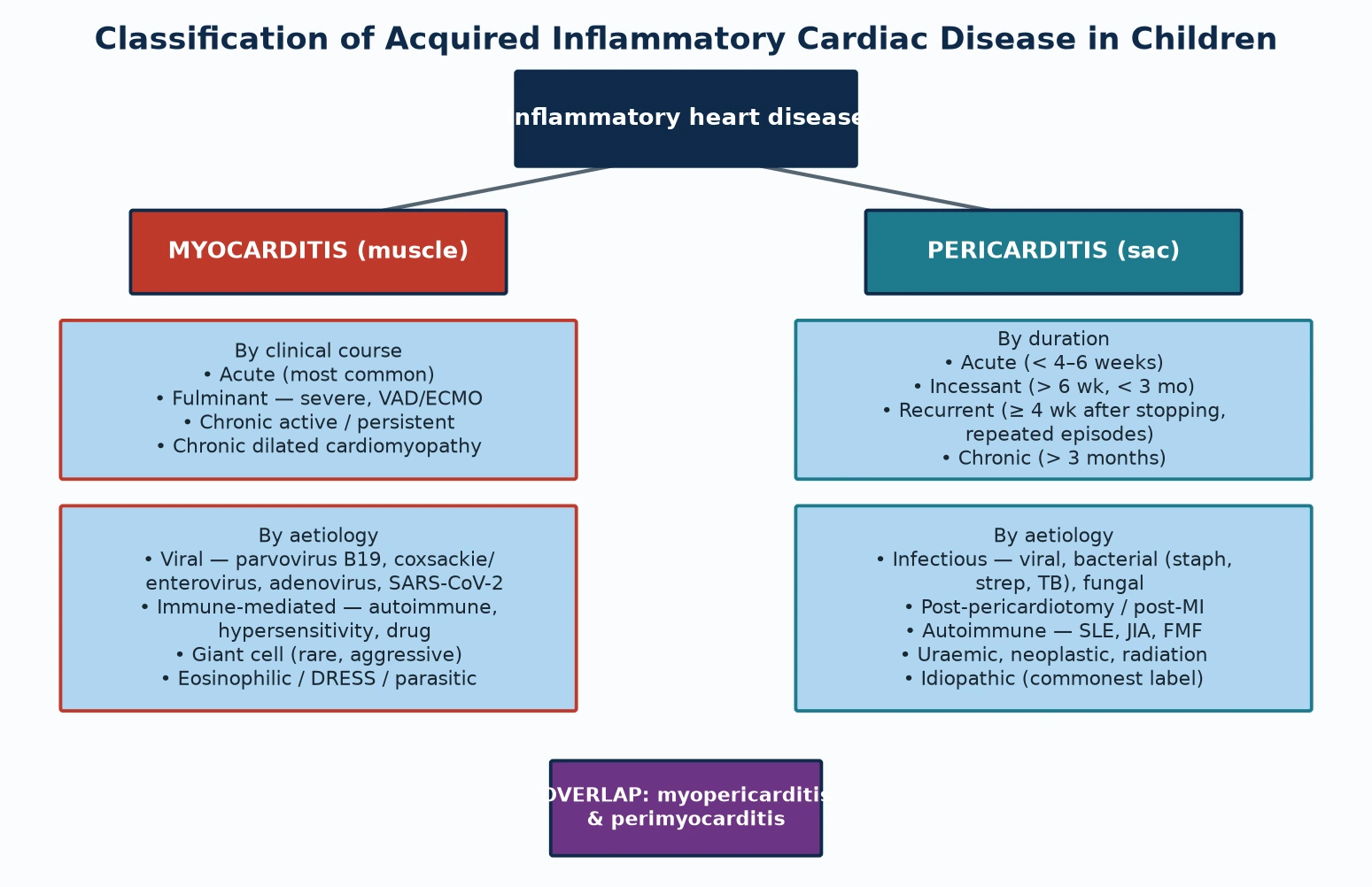 Classification tree of acquired inflammatory heart disease in children. Left branch: myocarditis, inflammation of the cardiac muscle, classified by clinical course as acute (the common form), fulminant (severe acute heart failure with cardiogenic shock requiring mechanical support), and chronic (persistent or evolving to dilated cardiomyopathy), and by aetiology as viral (parvovirus B19, coxsackie and enterovirus, adenovirus, SARS-CoV-2), immune-mediated, giant cell and eosinophilic. Right branch: pericarditis, inflammation of the pericardial sac, classified by duration as acute under four to six weeks, incessant, recurrent after a drug-free interval, and chronic over three months, and by cause as infectious, post-pericardiotomy, autoimmune such as systemic lupus erythematosus and familial Mediterranean fever, and idiopathic. Bottom: the overlap entities myopericarditis and perimyocarditis.