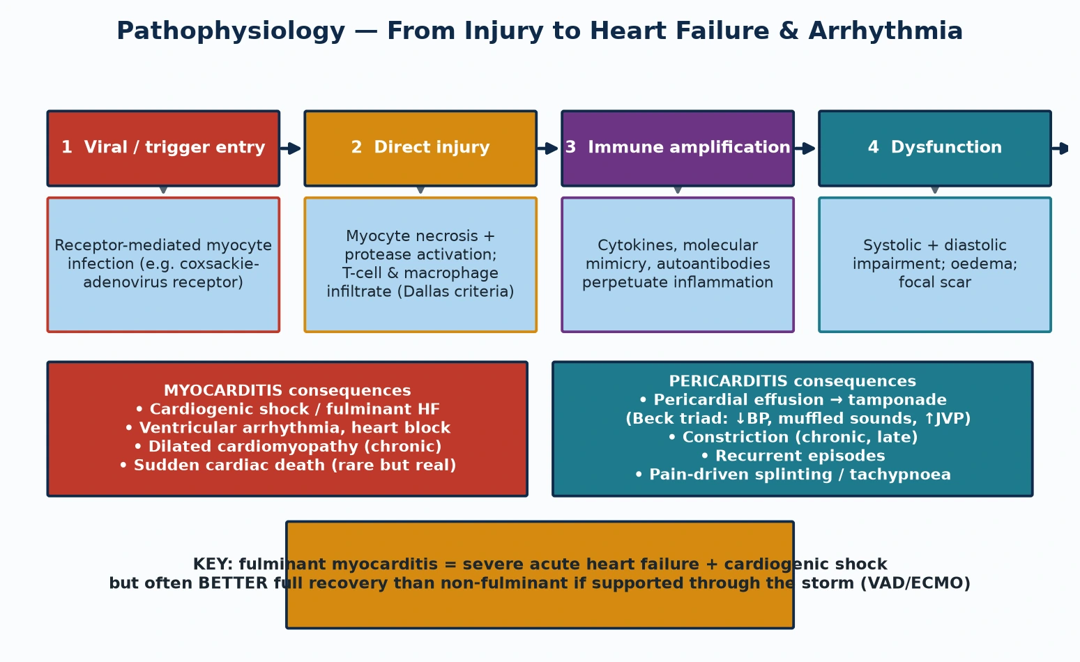 Pathophysiology of inflammatory heart disease from trigger to organ failure. Step one: viral or trigger entry with receptor-mediated myocyte infection. Step two: direct injury with myocyte necrosis and inflammatory infiltrate satisfying the Dallas histological criteria. Step three: immune amplification through cytokines, molecular mimicry and autoantibodies that perpetuate inflammation. Step four: systolic and diastolic dysfunction with myocardial oedema and focal scar. Myocarditis consequences are cardiogenic shock and fulminant heart failure, ventricular arrhythmia and heart block, evolution to dilated cardiomyopathy, and sudden cardiac death. Pericarditis consequences are pericardial effusion progressing to tamponade with Beck triad of hypotension, muffled heart sounds and raised venous pressure, late constriction, and recurrent episodes. A highlighted note states that fulminant myocarditis is severe acute heart failure with cardiogenic shock but often has a better full recovery than non-fulminant disease if supported with mechanical circulatory support.