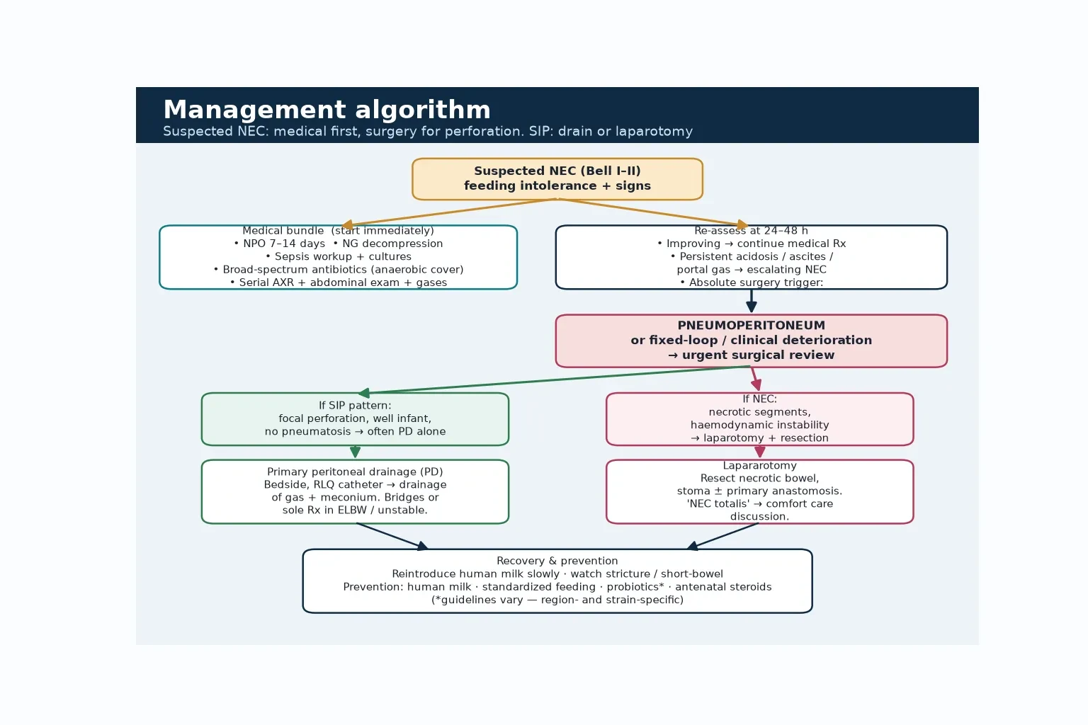 Educational flowchart: suspected NEC leading to the medical bundle (NPO, NG decompression, cultures, broad-spectrum antibiotics with anaerobic cover, serial monitoring), a surgical-trigger branch (pneumoperitoneum, fixed loop, deterioration), then the SIP path to primary peritoneal drainage and the NEC path to laparotomy with resection, and a recovery and prevention footer