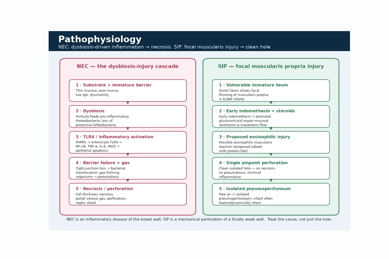 Educational two-column schematic: the NEC dysbiosis-inflammation cascade on the left (immature barrier, dysbiosis, TLR4 activation, barrier failure and pneumatosis, necrosis) and the SIP focal muscularis-perforation pathway on the right (focal thinning, indomethacin and steroid, single pinpoint perforation, isolated pneumoperitoneum)