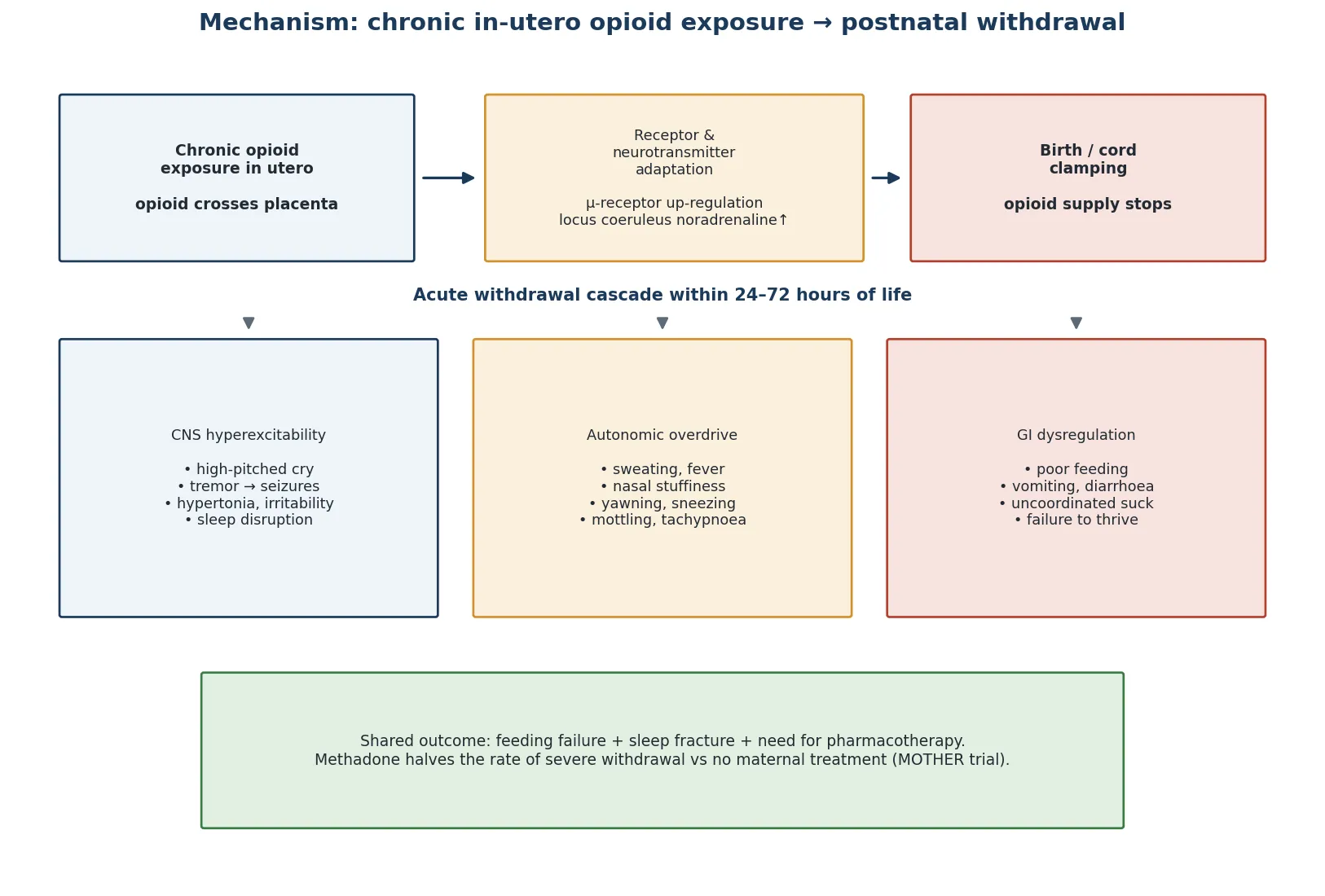 Educational schematic of the neuroadaptive cascade: chronic in-utero opioid exposure with μ-receptor up-regulation and locus coeruleus noradrenaline compensation, then acute withdrawal after cord clamping producing CNS hyperexcitability, autonomic overdrive and gastrointestinal dysregulation