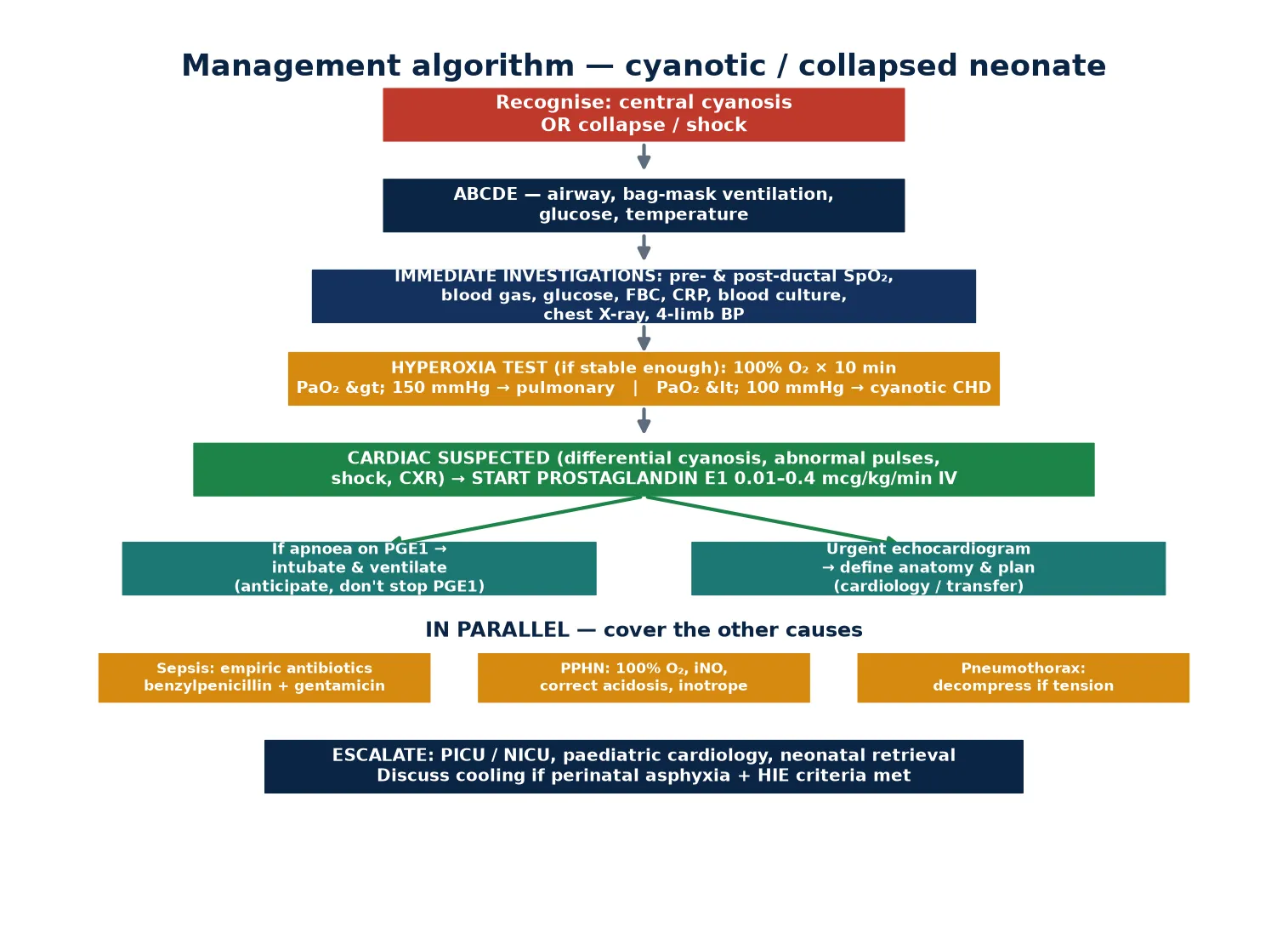 Management algorithm for the cyanotic or collapsed neonate: recognise, ABCDE, first-hour investigations, hyperoxia test, prostaglandin E1 for suspected duct-dependent lesions, parallel cover of the other causes, and escalation