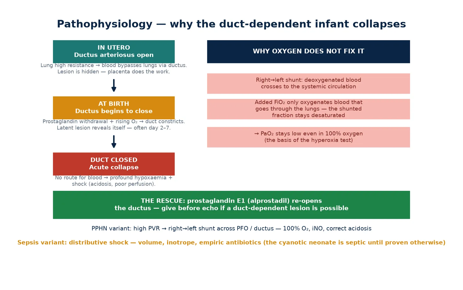 The duct-dependent infant from fetal life through duct closure to collapse, why added oxygen does not fix a right-to-left shunt, and the prostaglandin E1 rescue
