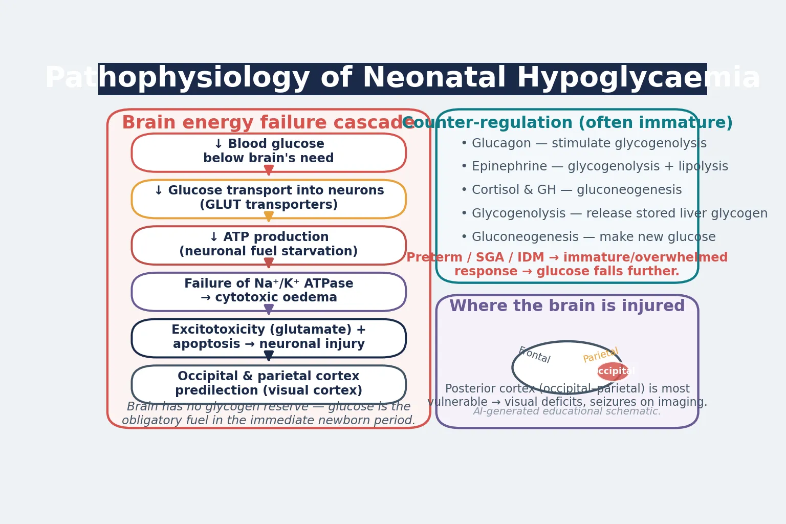 Pathophysiology of neonatal hypoglycaemic brain injury: the cascade from low blood glucose through ATP depletion and excitotoxicity to occipital-parietal cortical injury, beside the immature counter-regulatory response