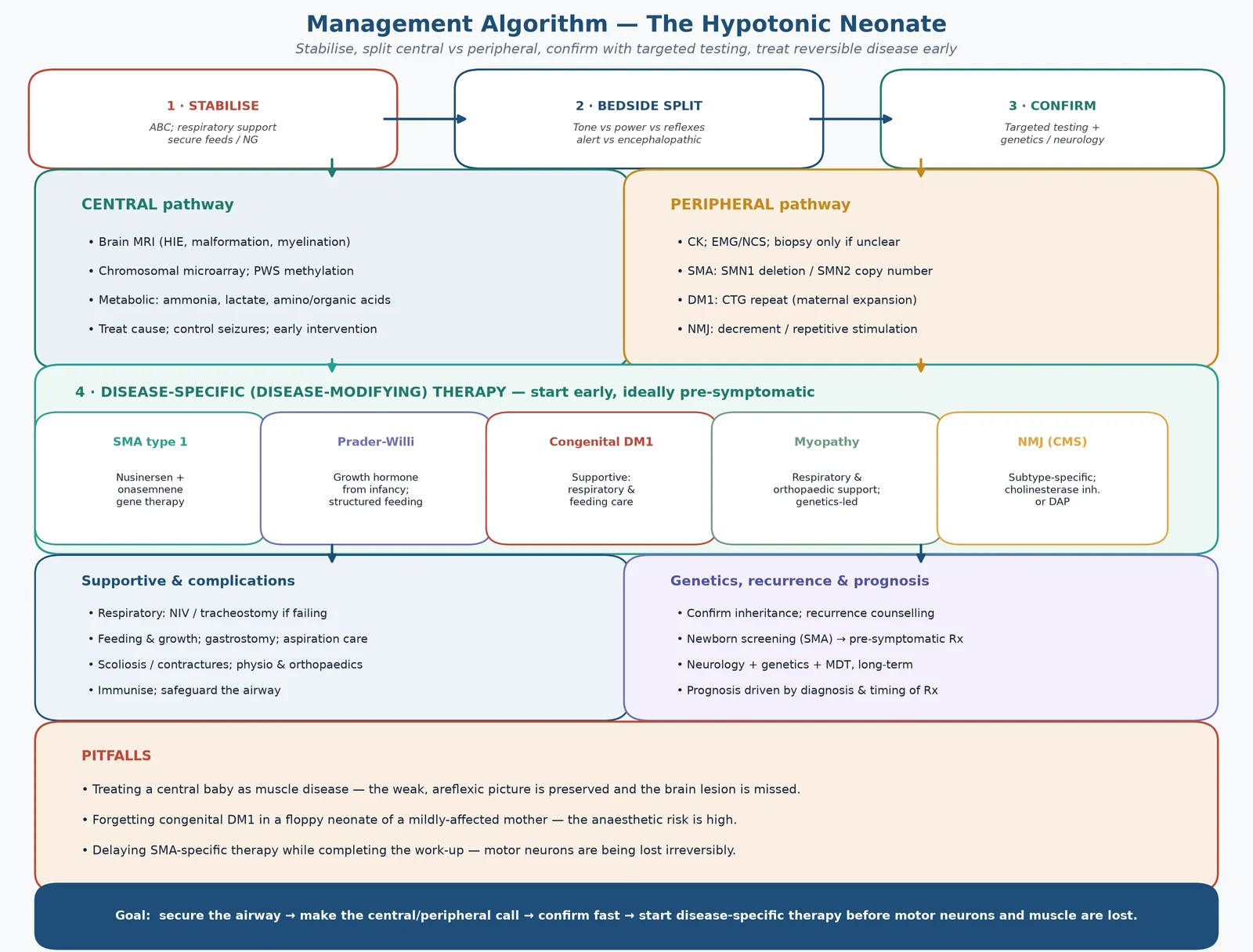 Stepwise management algorithm for the hypotonic neonate from stabilisation through the central/peripheral split, targeted testing, and early disease-specific therapy including nusinersen and gene therapy for SMA
