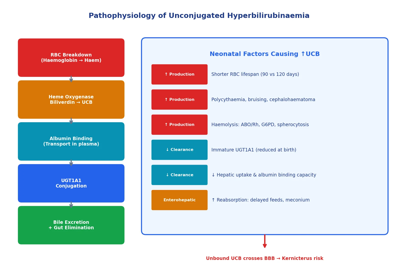 Diagram showing bilirubin metabolism pathway from red blood cell breakdown through heme oxygenase, albumin binding, UGT1A1 conjugation, and biliary excretion, alongside neonatal factors causing accumulation including increased production and decreased clearance.
