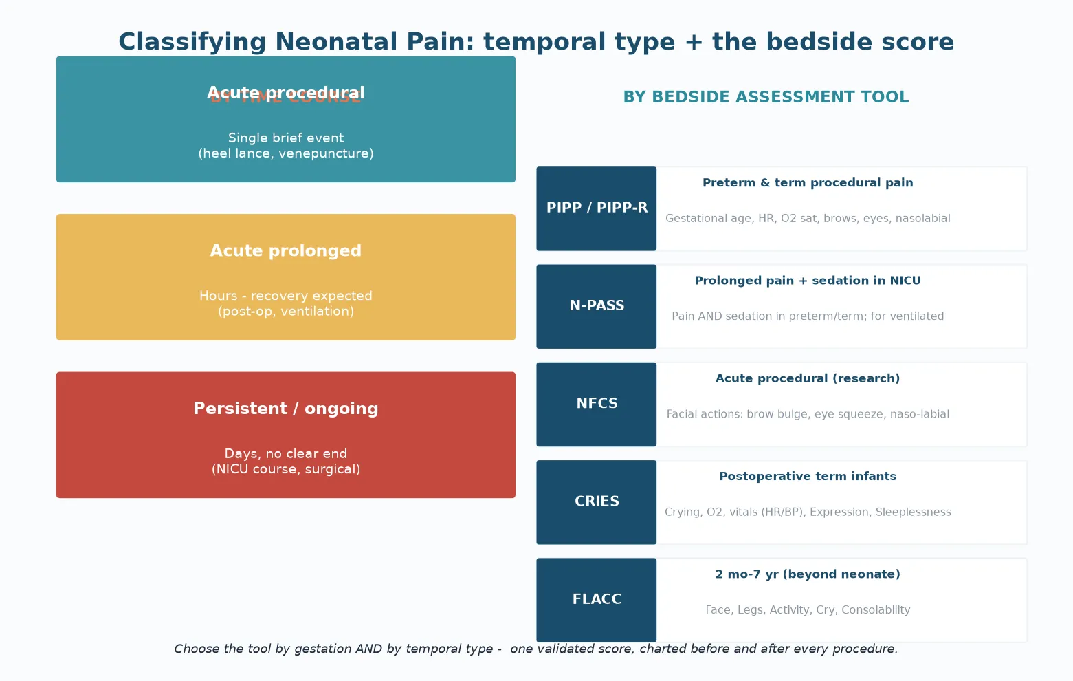 Temporal types of neonatal pain (acute procedural, acute prolonged, persistent) alongside the validated bedside assessment tools (PIPP/PIPP-R, N-PASS, NFCS, CRIES, FLACC) with their domains and indications
