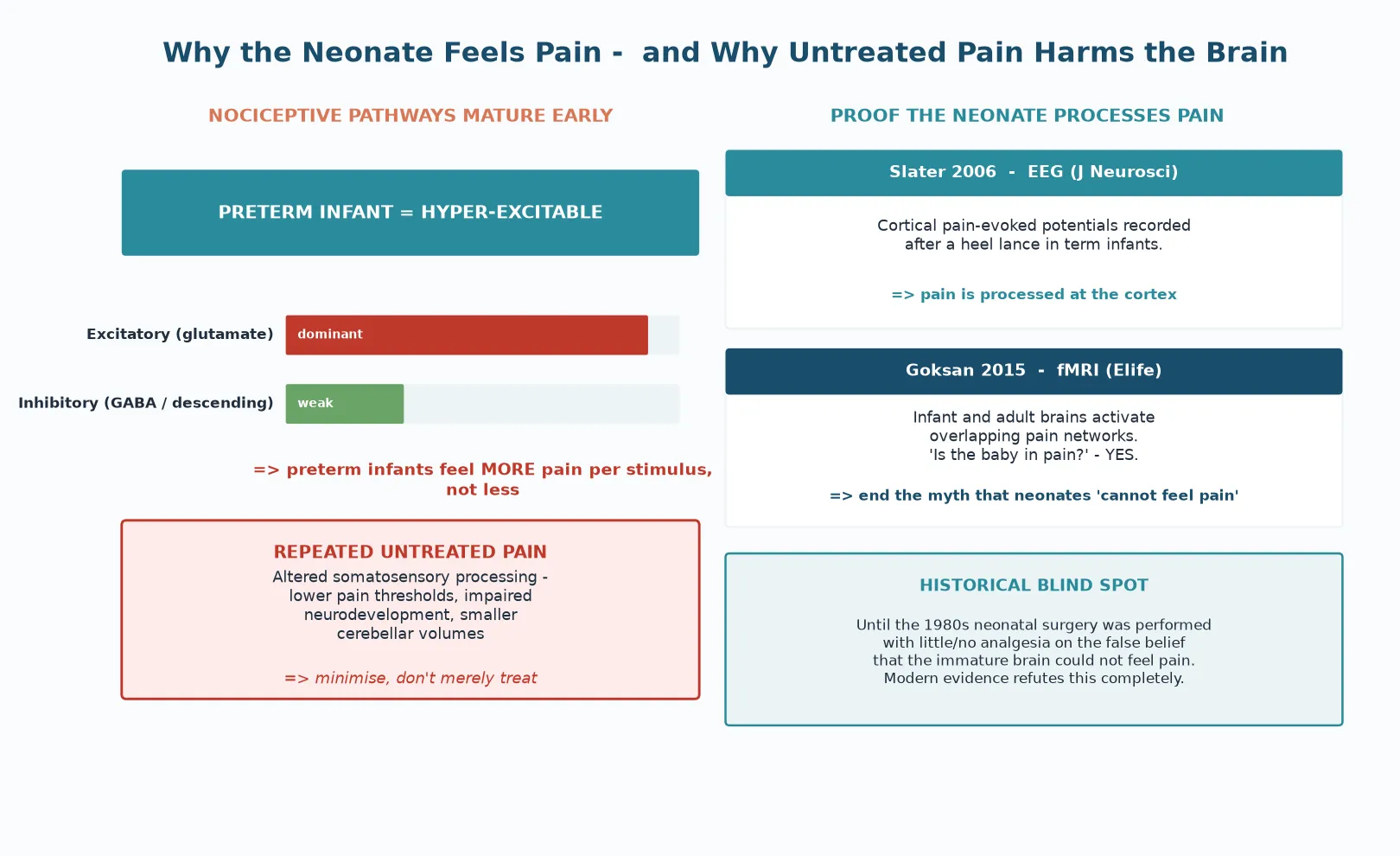 Developmental timeline of nociceptive pathway maturation with the hyper-excitable balance of excitatory glutamate over immature inhibitory GABA in the preterm brain, alongside the Slater 2006 EEG and Goksan 2015 fMRI evidence that neonates process pain at the cortex