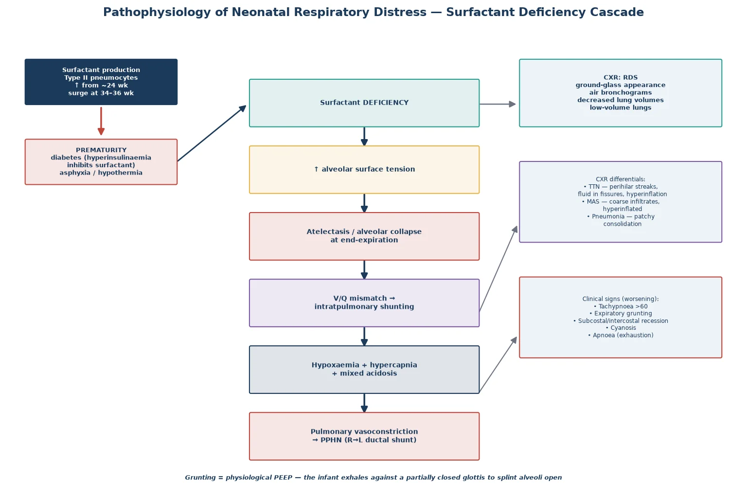 Pathophysiology cascade of surfactant deficiency and alveolar collapse with the corresponding chest X-ray patterns