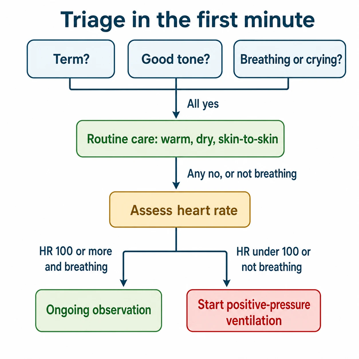 Educational flowchart triaging the newborn in the first minute using three questions (term, tone, breathing or crying) and a heart-rate cut-off that separates routine care from positive-pressure ventilation