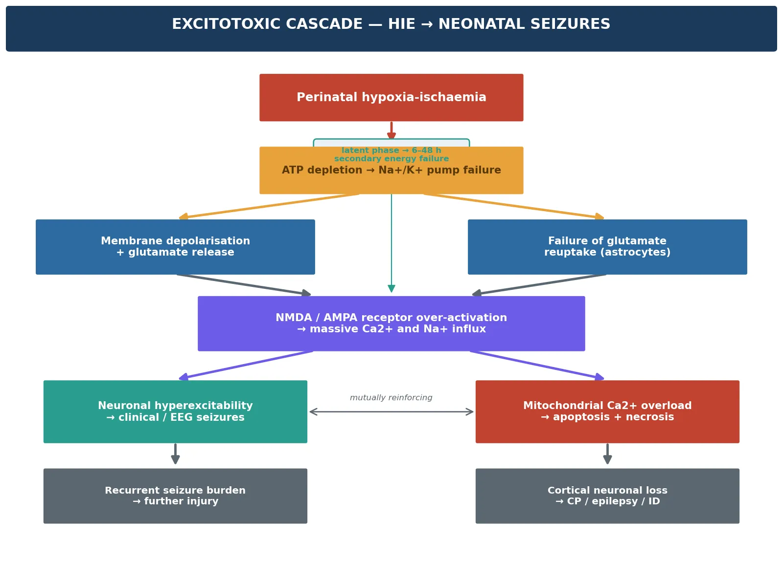 Excitotoxic cascade from perinatal hypoxia-ischaemia through glutamate and calcium influx to seizures and neuronal death, with the latent-phase window marked