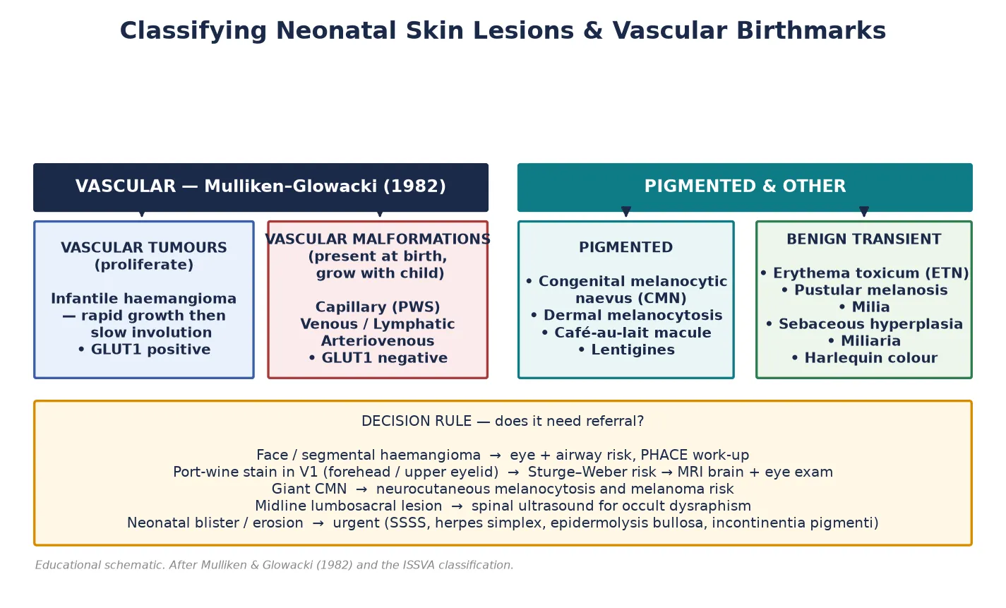 Classification of neonatal skin lesions into vascular birthmarks using the Mulliken–Glowacki split of vascular tumours (infantile haemangioma, GLUT1 positive) versus vascular malformations (port-wine stain, venous, lymphatic, arteriovenous, GLUT1 negative), pigmented lesions, and benign transient lesions, with a five-rule referral decision strip