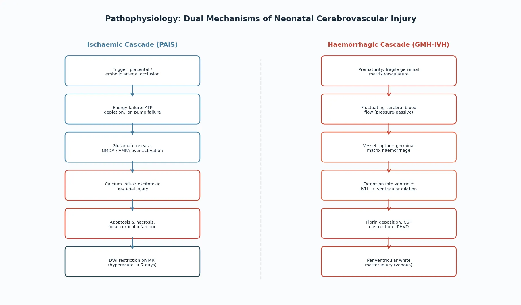 Dual pathophysiology: left column traces the ischaemic cascade from arterial occlusion through energy failure and glutamate-mediated excitotoxicity to focal cortical infarction; right column traces the haemorrhagic cascade from germinal matrix fragility through vessel rupture and IVH extension to periventricular white matter injury