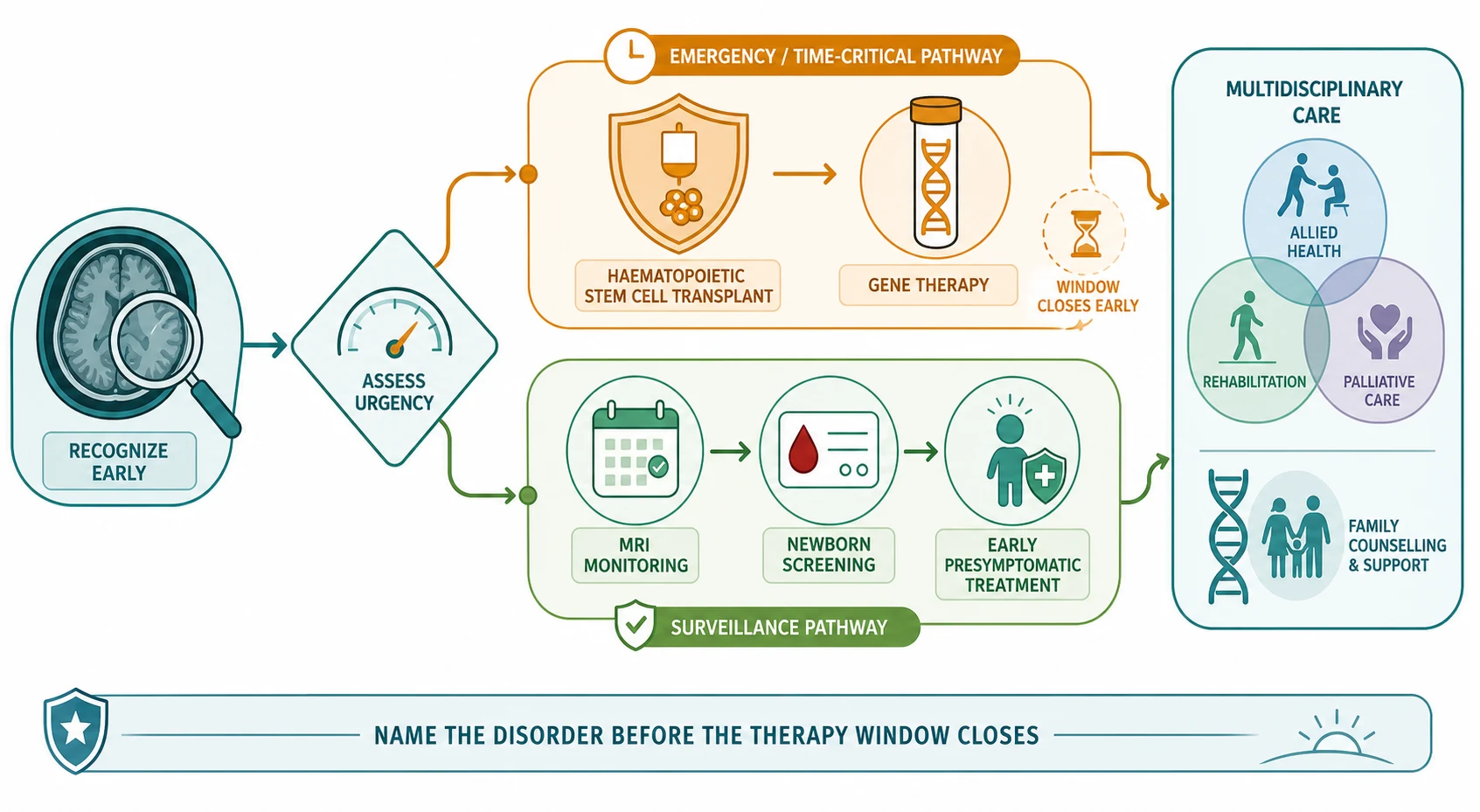 Stepwise management pathway from recognition and a contrasted MRI through an urgency assessment that splits into a time-critical upper track of haematopoietic stem cell transplant and gene therapy and a surveillance lower track of MRI monitoring and newborn screening leading to presymptomatic treatment, converging on a multidisciplinary-care panel with allied-health, rehabilitation, palliative-care and family-counselling motifs