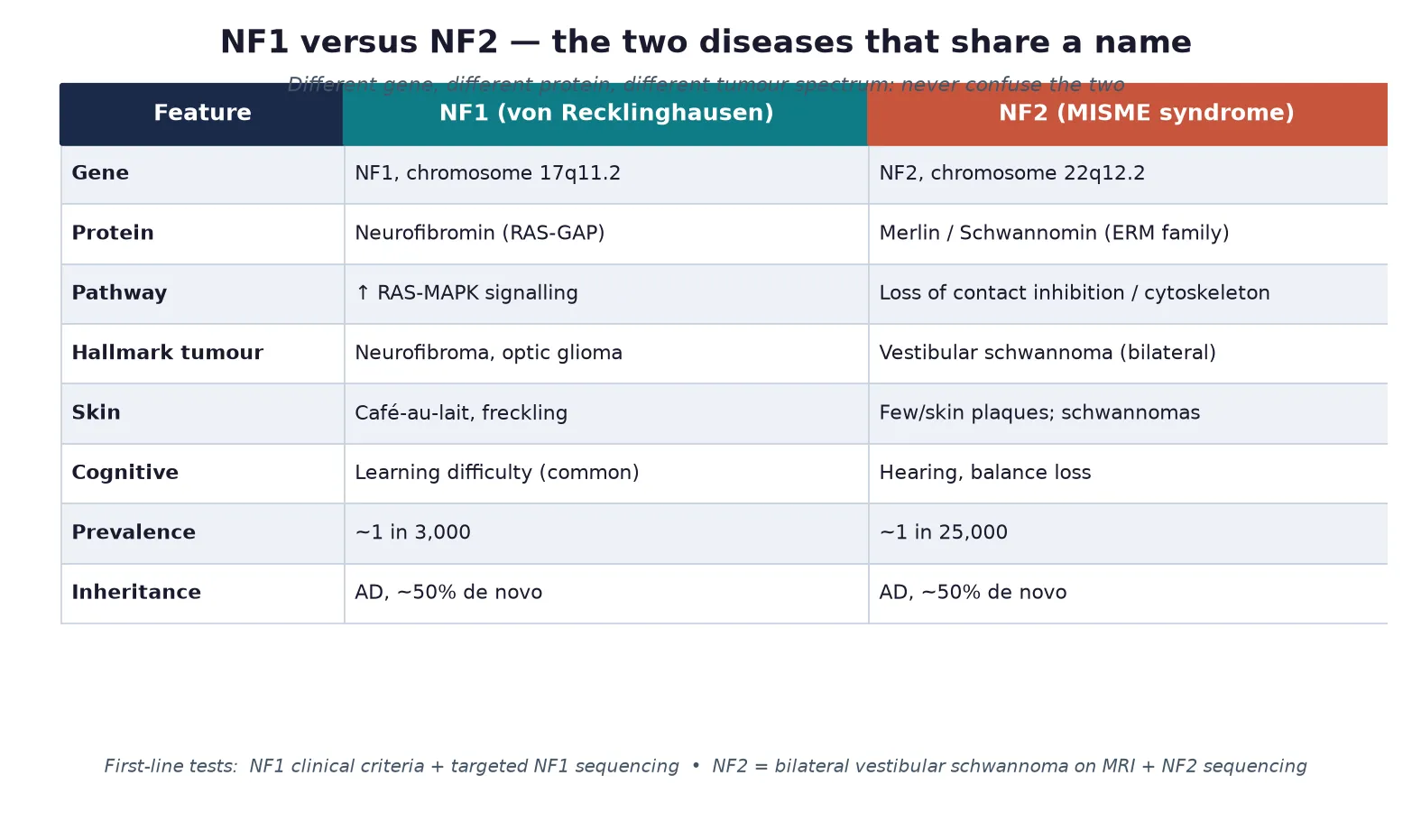 Side-by-side comparison table of NF1 versus NF2 showing gene (NF1 chromosome 17 versus NF2 chromosome 22), protein (neurofibromin versus merlin), pathway, hallmark tumour, skin findings, cognitive effect, prevalence, and inheritance, with a footer naming first-line tests