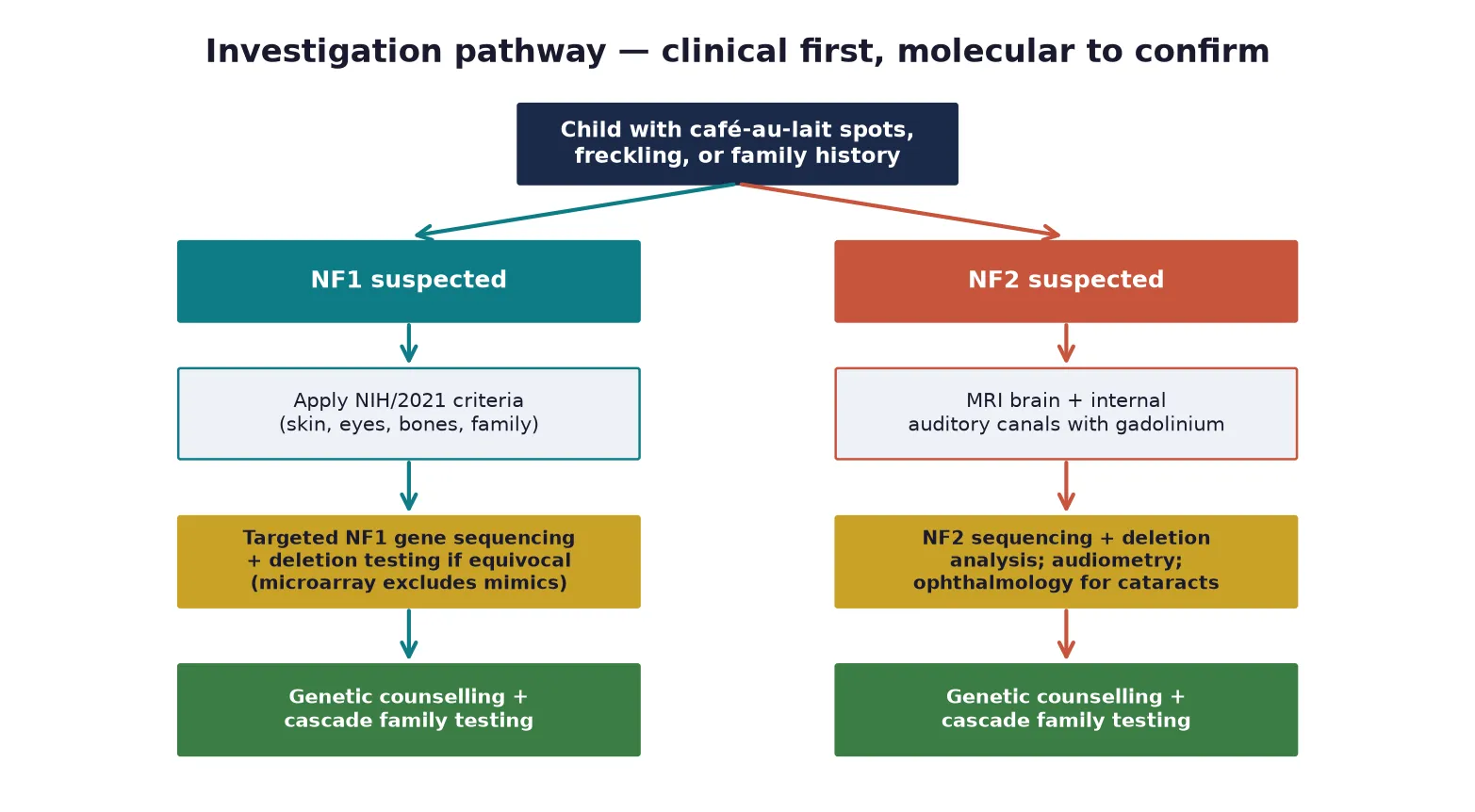 Diagnostic pathway branching from a child with cafe-au-lait spots into NF1 suspected (apply NIH or 2021 criteria, then targeted NF1 sequencing and deletion testing) and NF2 suspected (MRI brain and internal auditory canals with gadolinium, then NF2 sequencing plus audiometry and ophthalmology), both converging on genetic counselling and cascade family testing