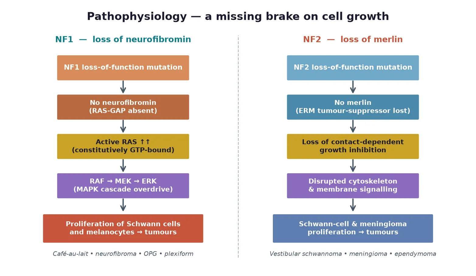 Two parallel cascades: NF1 loss of neurofibromin leading through absent RAS-GAP and constitutively active RAS to MAPK overdrive and Schwann-cell and melanocyte tumours, beside NF2 loss of merlin leading through lost contact inhibition and disrupted cytoskeleton to schwannoma and meningioma, each cascade ending in its characteristic tumour types