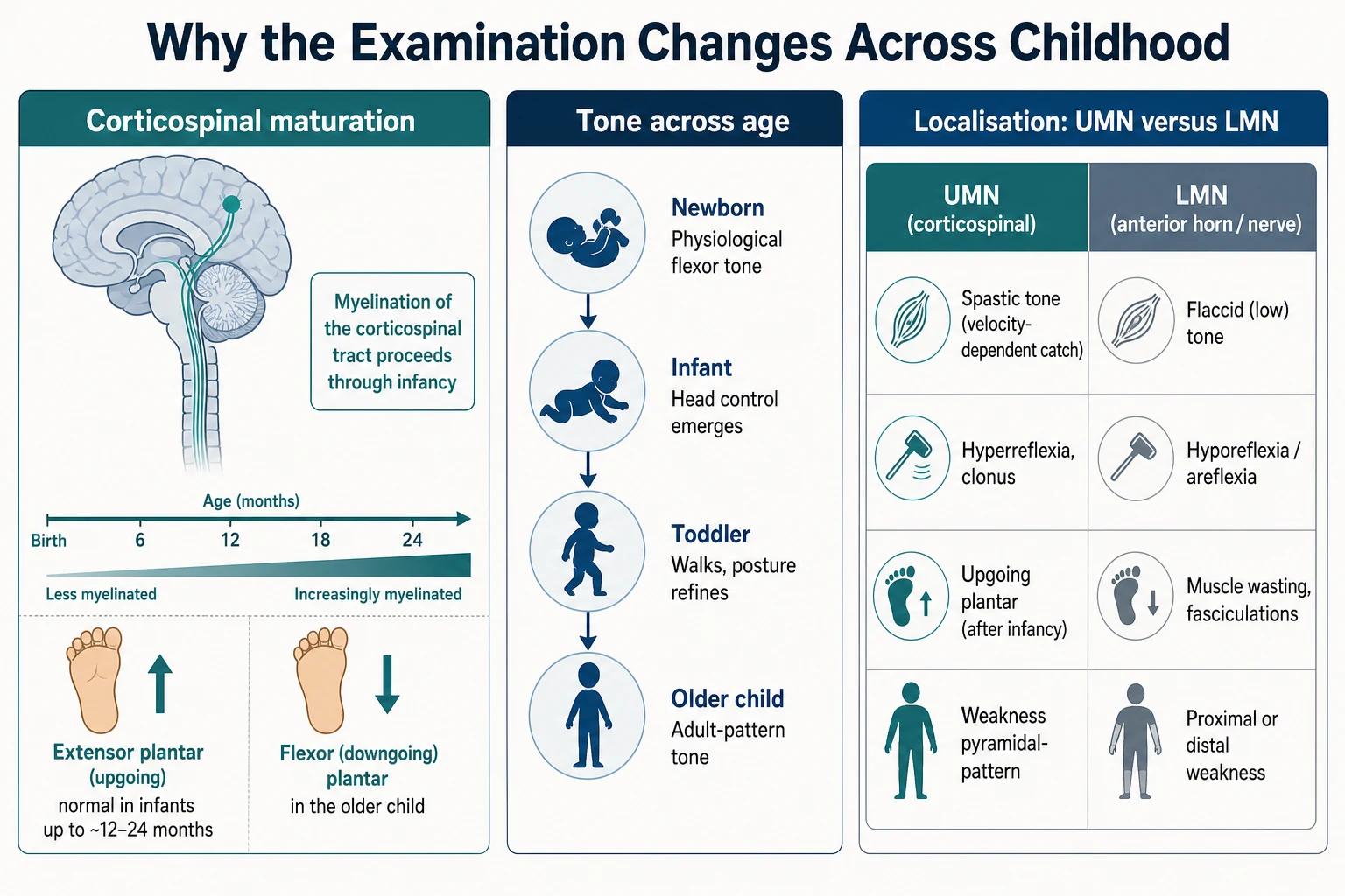 A pathophysiology schematic in three panels. Left panel: corticospinal maturation, a stylised brain above a spinal cord with a timeline from birth to 24 months, a callout that myelination proceeds through infancy, a foot icon with an upgoing arrow labelled extensor plantar normal in infants up to 12 to 24 months beside a downgoing arrow labelled flexor plantar in the older child. Middle panel: tone across age, four child silhouettes labelled physiological flexor tone, head control emerges, walks and posture refines, and adult-pattern tone. Right panel: upper versus lower motor neuron localisation, comparing spastic velocity-dependent tone, hyperreflexia and clonus and upgoing plantar against flaccid tone, hyporeflexia and wasting and fasciculations.