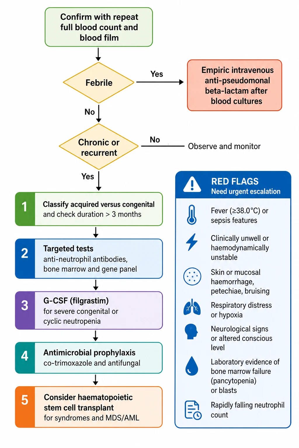 A clean medical-education management flowchart on a white background for a child with neutropenia. A rounded start box reads confirm with repeat full blood count and blood film. A decision diamond reads febrile; the yes branch flows to a coral box labelled empiric intravenous anti-pseudomonal beta-lactam after blood cultures. The no branch flows to a decision diamond reading chronic or recurrent; the chronic yes branch flows to a five-step ladder: classify acquired versus congenital and check duration over three months, targeted tests anti-neutrophil antibodies bone marrow and gene panel, G-CSF filgrastim for severe congenital or cyclic neutropenia, antimicrobial prophylaxis co-trimoxazole and antifungal, consider haematopoietic stem cell transplant for syndromes and myelodysplastic syndrome or acute myeloid leukaemia. A side panel lists red flags that need urgent escalation.