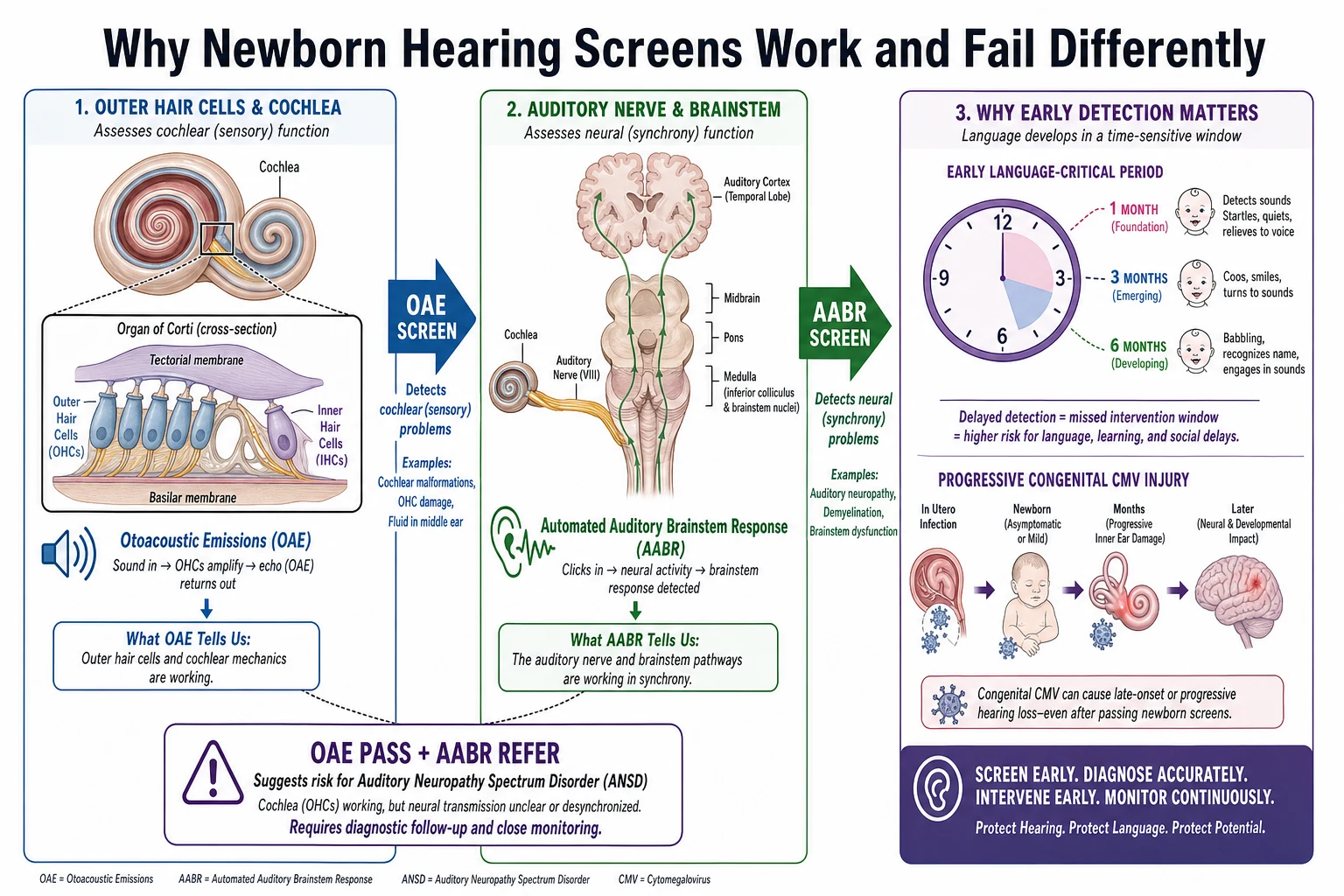 Educational mechanism diagram comparing otoacoustic emissions from outer hair cells with automated ABR neural pathway testing, auditory neuropathy risk, language-critical period and progressive congenital CMV injury