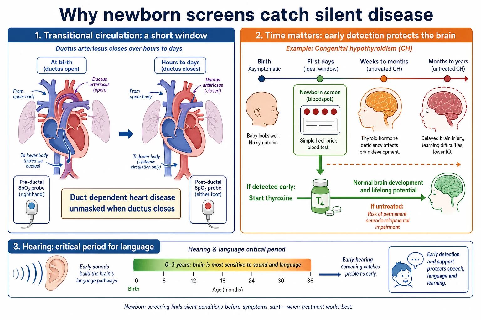 Educational mechanism diagram of ductal constriction unmasking critical congenital heart disease and of early bloodspot detection of congenital hypothyroidism protecting brain development