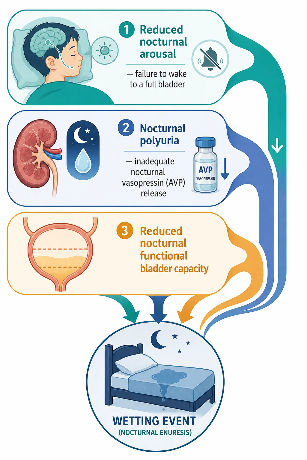 Three converging streams showing reduced nocturnal arousal with a muted alarm signal, nocturnal polyuria from inadequate nocturnal vasopressin release over a kidney icon, and reduced nocturnal functional bladder capacity, all converging on a single wetting event.