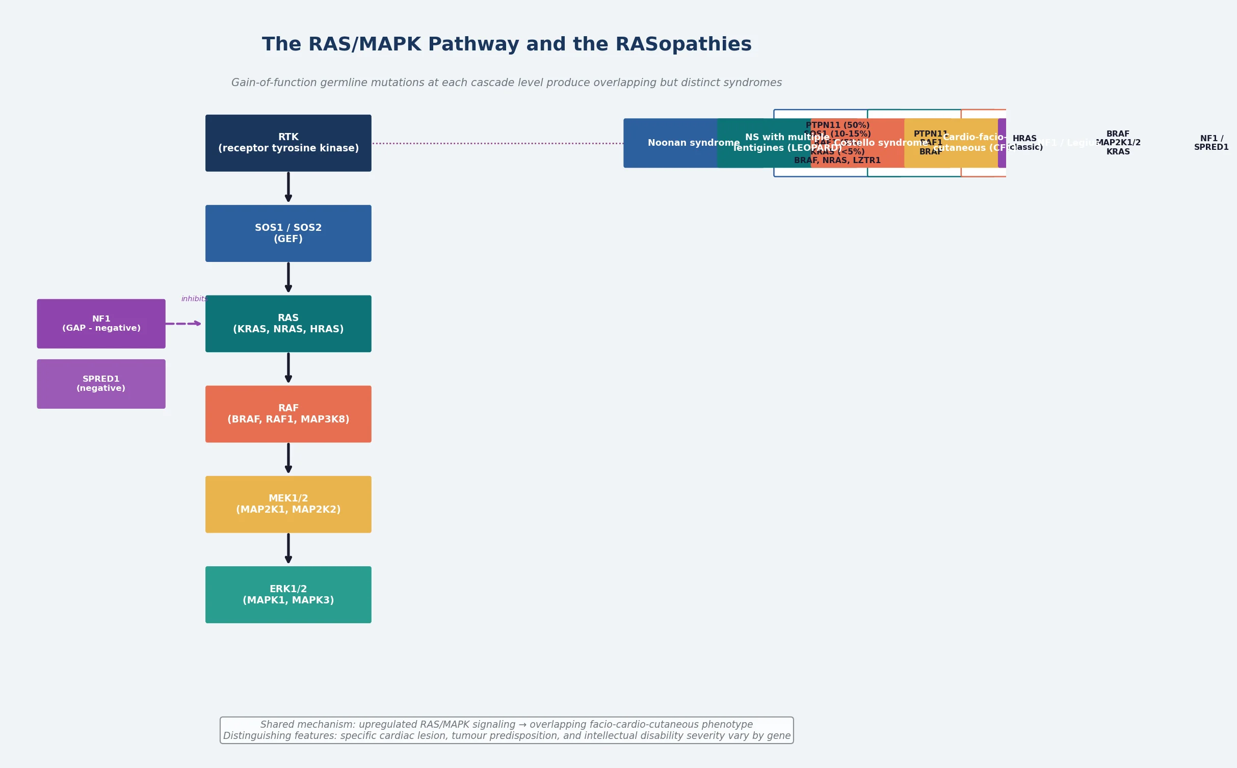The RAS/MAPK signal transduction pathway shown as a vertical cascade from RTK through SOS1, RAS, RAF, MEK, and ERK, with each RASopathy syndrome annotated at the gene level where its causative mutations act, and negative regulators NF1 and SPRED1 shown on the left as inhibitory inputs, with a footer on the shared facio-cardio-cutaneous phenotype