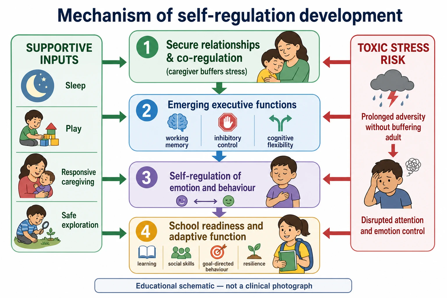 Mechanism map of co-regulation supporting executive function growth into self-regulation and school readiness with toxic stress as a risk pathway