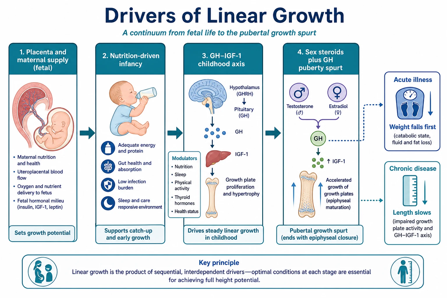 Mechanism map of fetal nutrition GH-IGF-1 and pubertal drivers of growth