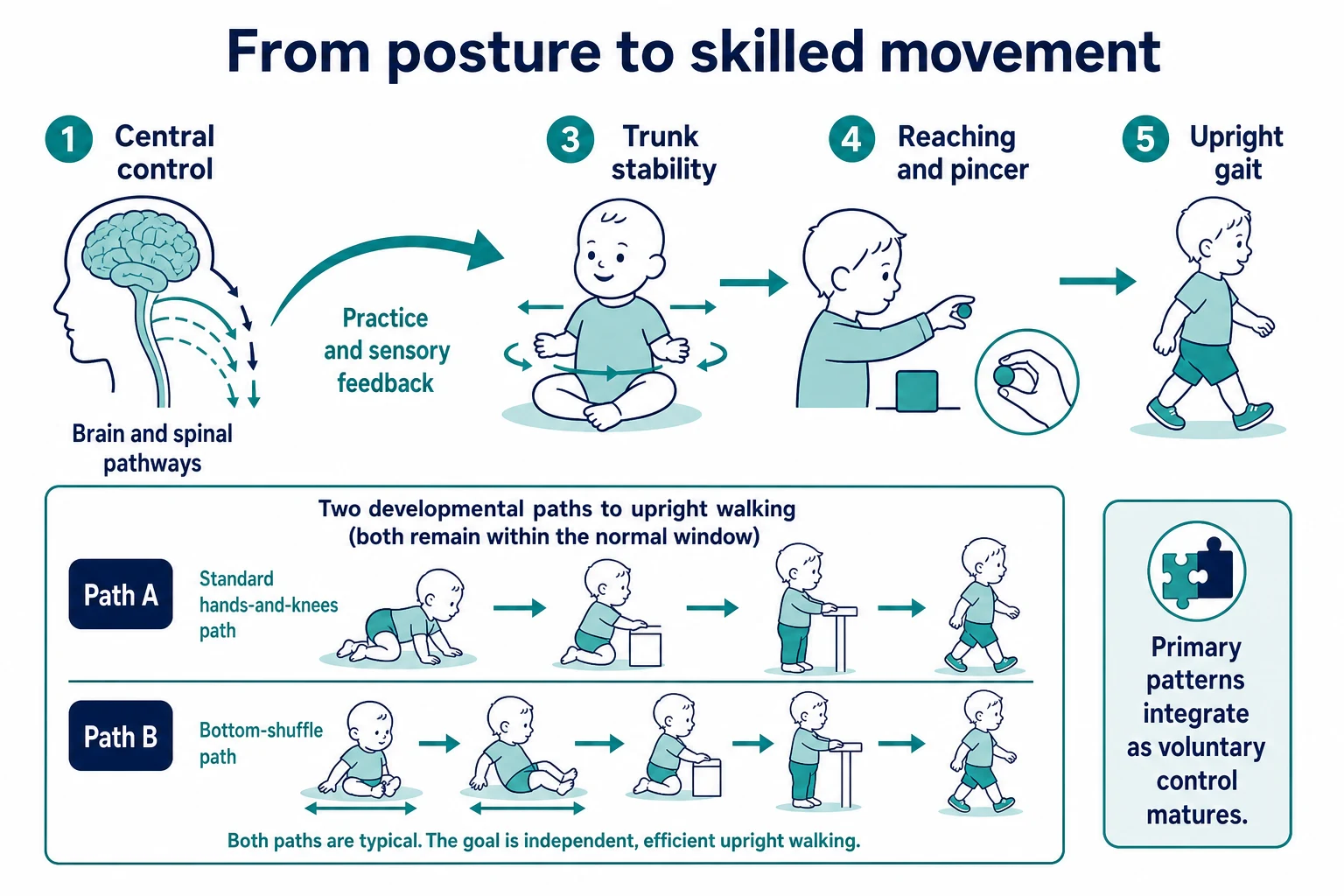 Educational mechanism map from central control and practice to trunk stability, hand skill and gait, with standard crawl and bottom-shuffle paths