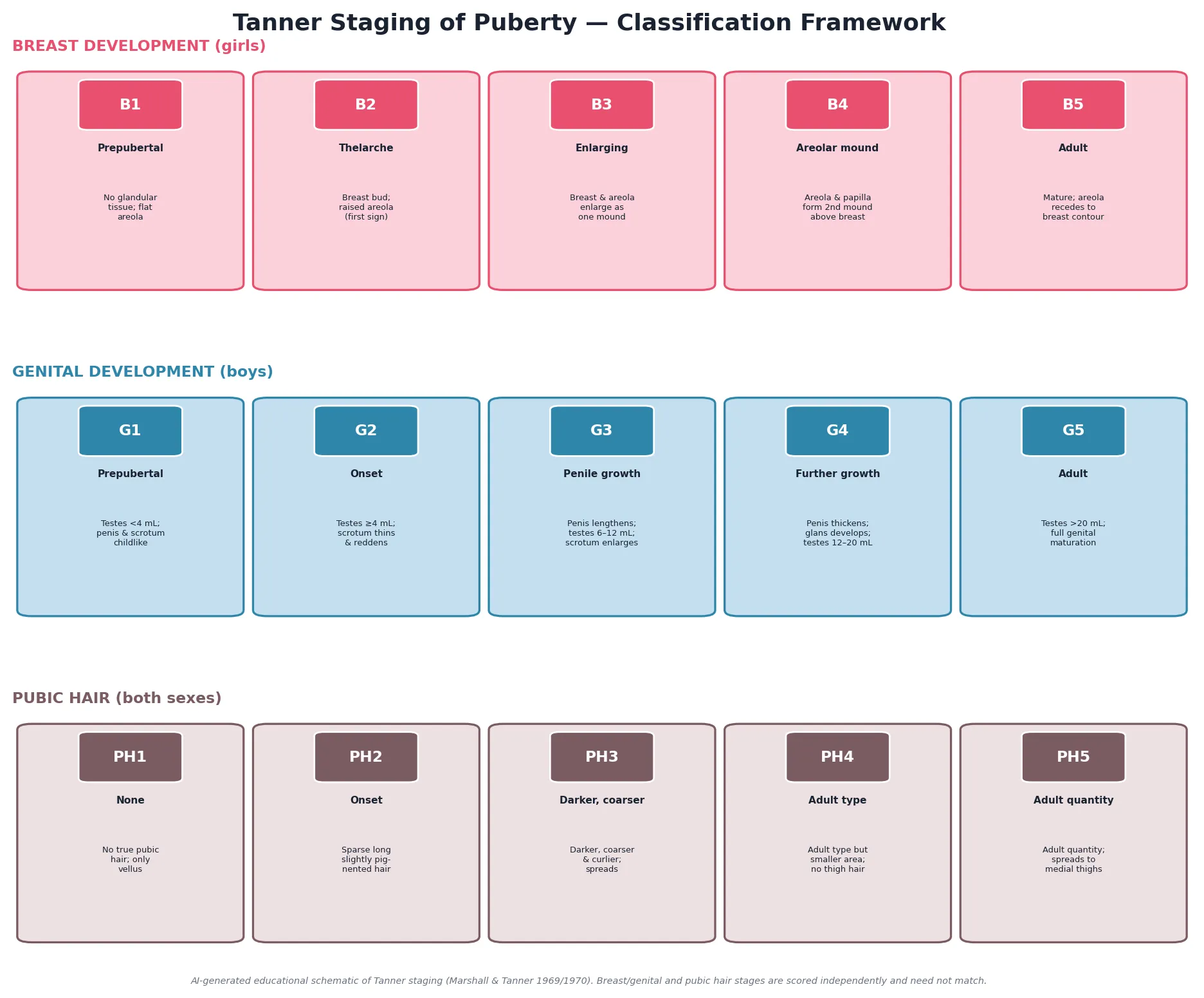 Educational schematic of Tanner staging: five stages each for breast development (B1 to B5), genital development (G1 to G5) and pubic hair (PH1 to PH5) with short descriptors