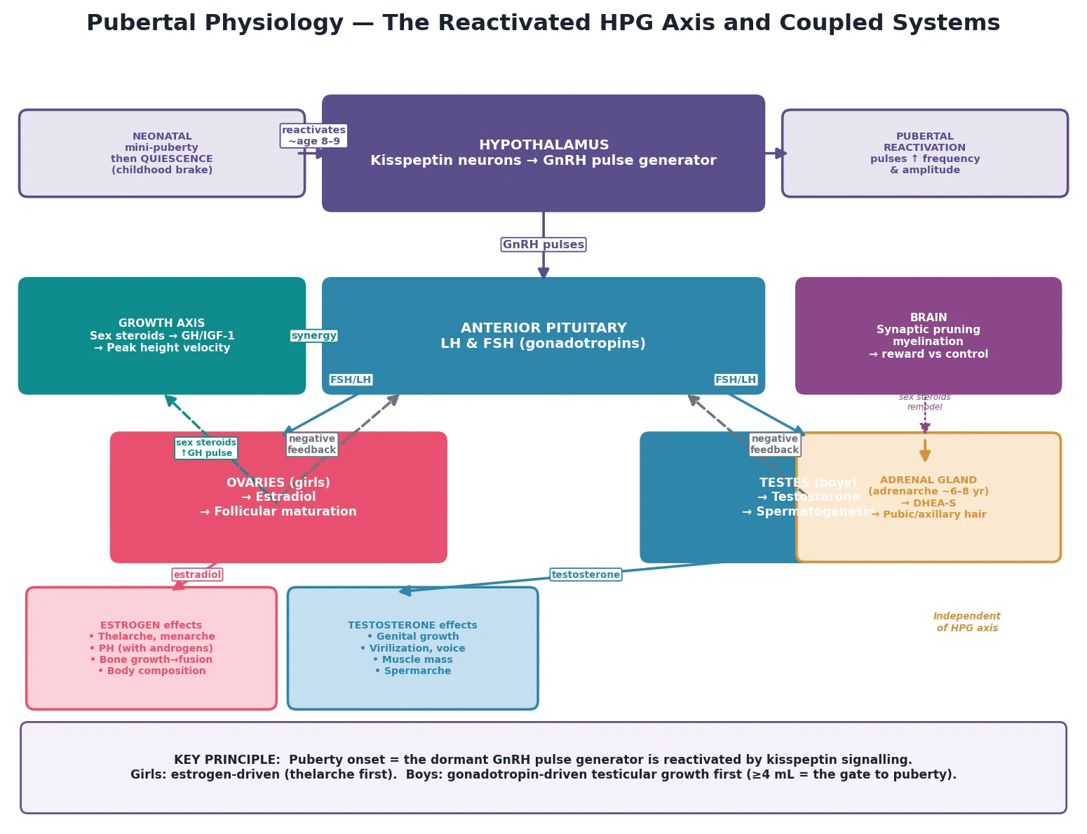 Educational mechanism diagram of the reactivated hypothalamic-pituitary-gonadal axis showing kisspeptin and GnRH pulses, pituitary LH and FSH, gonadal sex steroids with negative feedback, plus the independent adrenal adrenarche pathway and the coupled growth and brain axes