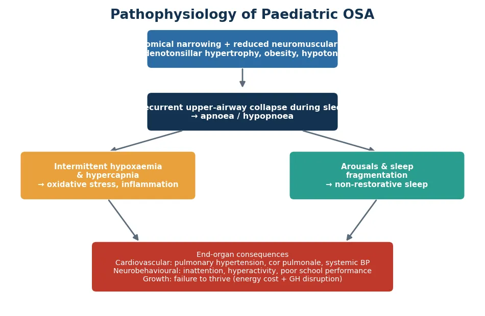 Pathophysiology flow diagram showing anatomical narrowing and reduced neuromuscular tone causing recurrent upper-airway collapse during sleep, branching into intermittent hypoxaemia and hypercapnia on one side and arousals with sleep fragmentation on the other, both converging on cardiovascular, neurobehavioural and growth end-organ consequences