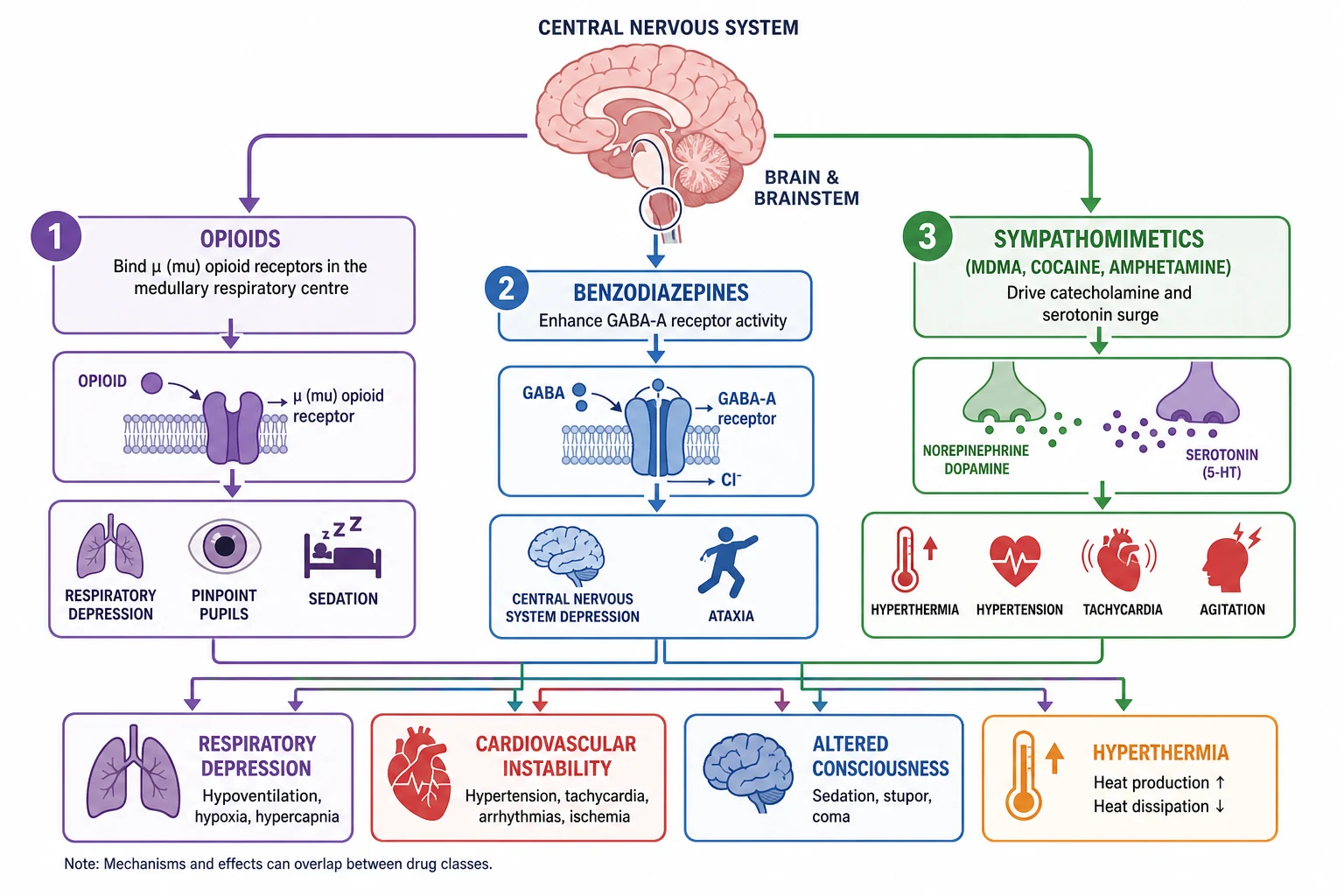 Reviewed educational schematic of receptor-level mechanisms of recreational drug toxicity: opioids at mu-receptors in the medullary respiratory centre causing respiratory depression, benzodiazepines enhancing GABA-A causing central nervous system depression, and sympathomimetics driving catecholamine and serotonin surge causing hyperthermia, hypertension and agitation, converging on respiratory depression, cardiovascular instability, altered consciousness and hyperthermia