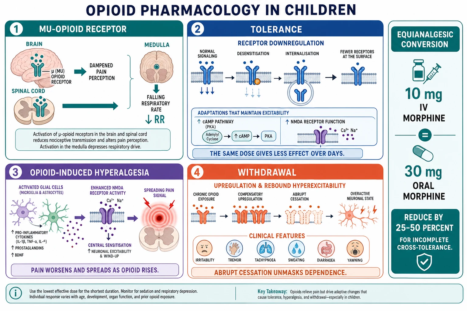 Reviewed educational mechanism diagram with four panels. Panel 1 Mu-opioid receptor: morphine binding the mu receptor in brain and spinal cord, an arrow to dampened pain perception and a parallel arrow to the medullary respiratory centre with falling respiratory rate. Panel 2 Tolerance: prolonged opioid exposure driving receptor desensitisation, downregulation and internalisation, with cAMP and NMDA adaptive signalling, pushing the required dose up over days. Panel 3 Opioid-induced hyperalgesia: glial activation and NMDA-driven central sensitisation producing diffuse allodynia and worsening pain as the opioid rises. Panel 4 Withdrawal: abrupt cessation unmasking an upregulated cAMP cascade, producing irritability, tremor, tachypnoea, sweating, diarrhoea and yawning. A side inset shows the equianalgesic conversion of 10 mg intravenous morphine to 30 mg oral morphine with a 25 to 50 per cent cross-tolerance reduction.