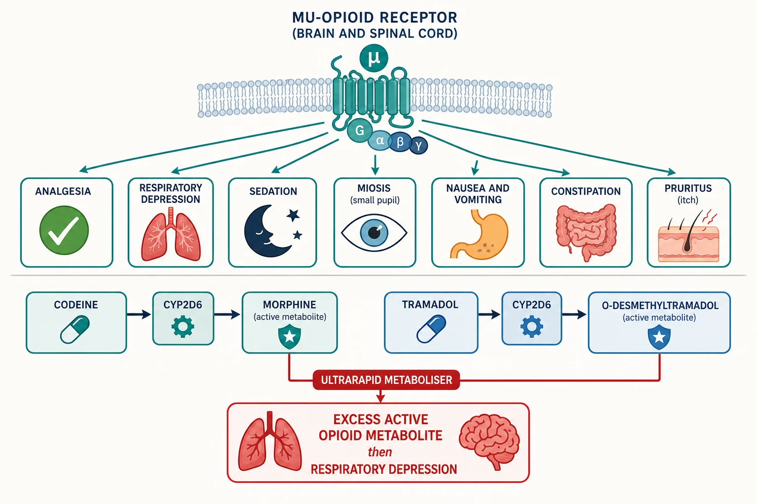 Educational schematic of mu-opioid receptor effects (analgesia, respiratory depression, sedation, miosis, nausea and vomiting, constipation, pruritus) and the codeine and tramadol CYP2D6 prodrug pathways with an ultrarapid-metaboliser branch generating excess active opioid metabolite and respiratory depression