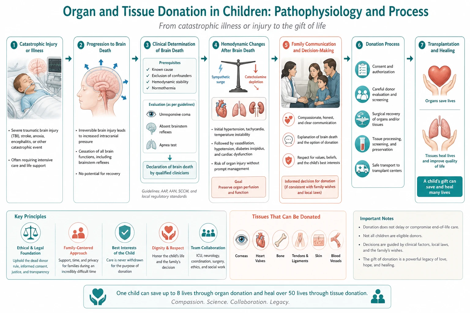 Mechanism diagram for organ and tissue donation in children linking clinical change, ethical standards and family communication.
