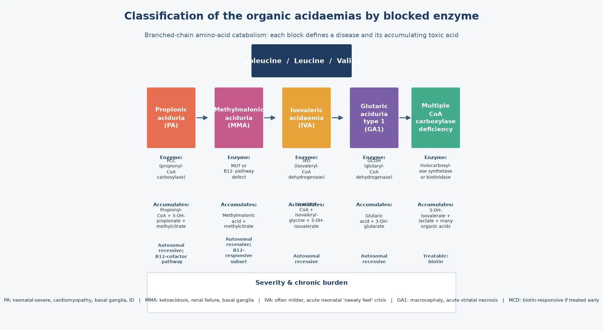 The branched-chain amino-acid catabolic pathway drawn left-to-right with five major organic acidaemias marked at their block points — propionic acidaemia at propionyl-CoA carboxylase, methylmalonic acidaemia at methylmalonyl-CoA mutase or the B12 pathway, isovaleric acidaemia at isovaleryl-CoA dehydrogenase, glutaric aciduria type 1 at glutaryl-CoA dehydrogenase, and multiple carboxylase deficiency at holocarboxylase synthetase or biotinidase — each labelled with its accumulating toxic acid and inheritance footer, with a severity and chronic-burden footer contrasting PA cardiomyopathy, MMA renal failure, IVA sweaty-feet crisis, GA1 striatal necrosis and biotin-responsive MCD