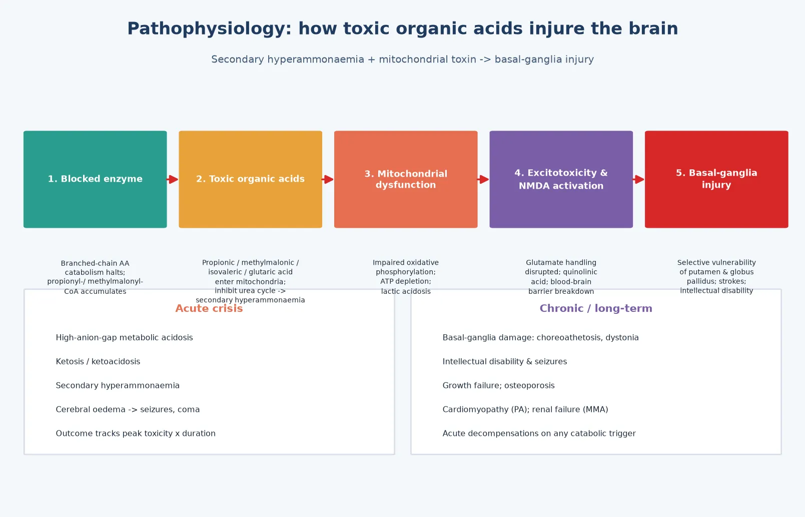 A five-step cascade from blocked enzyme through accumulating toxic organic acids, mitochondrial dysfunction with ATP depletion, excitotoxicity and NMDA activation, to selective basal-ganglia injury, flanked by two panels contrasting the acute crisis (high-anion-gap acidosis, ketosis, secondary hyperammonaemia, cerebral oedema) with the chronic long-term burden (basal-ganglia damage, intellectual disability, growth failure, cardiomyopathy and renal failure)