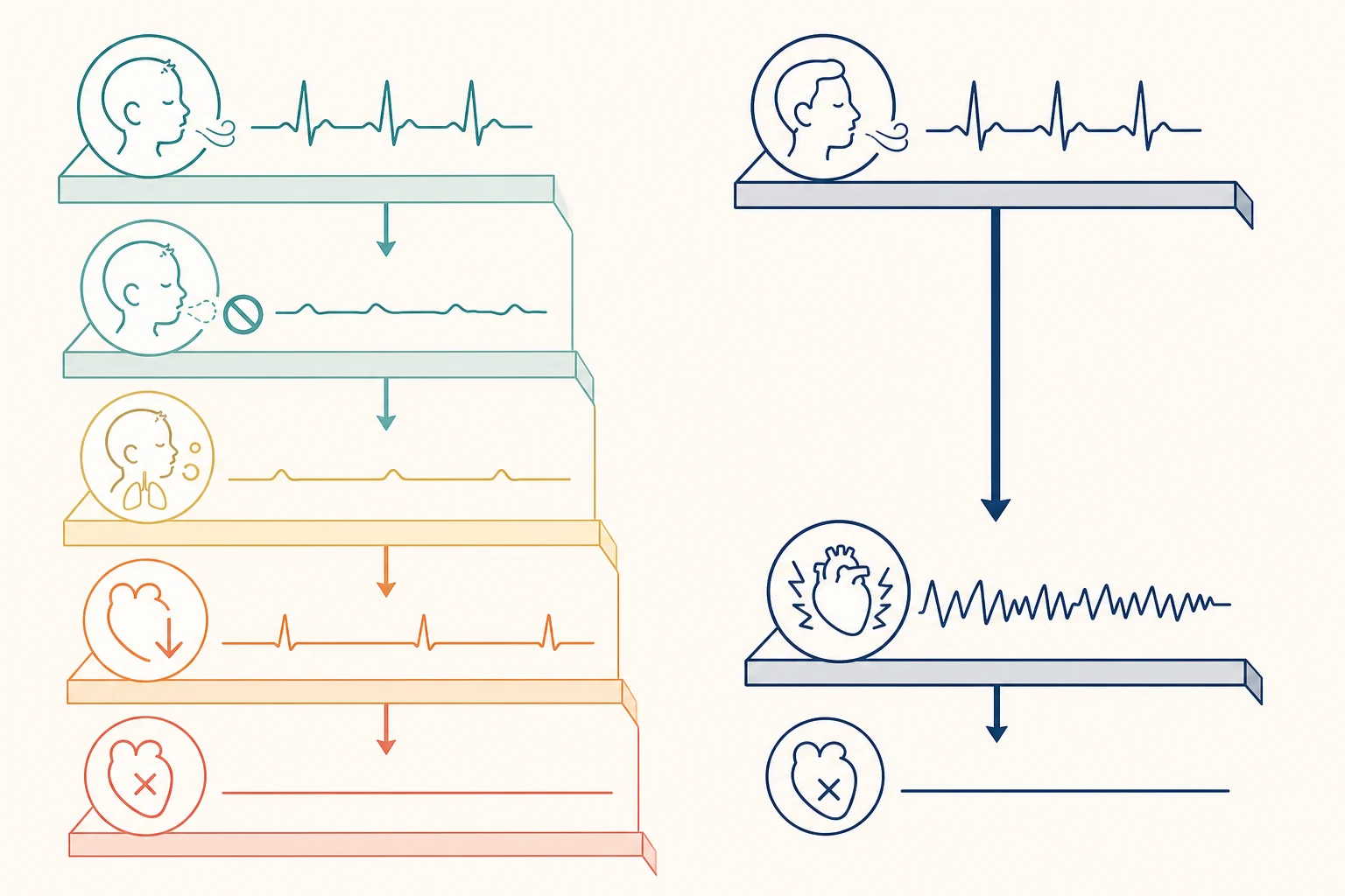 Educational schematic contrasting the slow asphyxial pathway from apnoea through hypoxia and bradycardia to asystole against the sudden arrhythmic pathway from normal rhythm to ventricular fibrillation