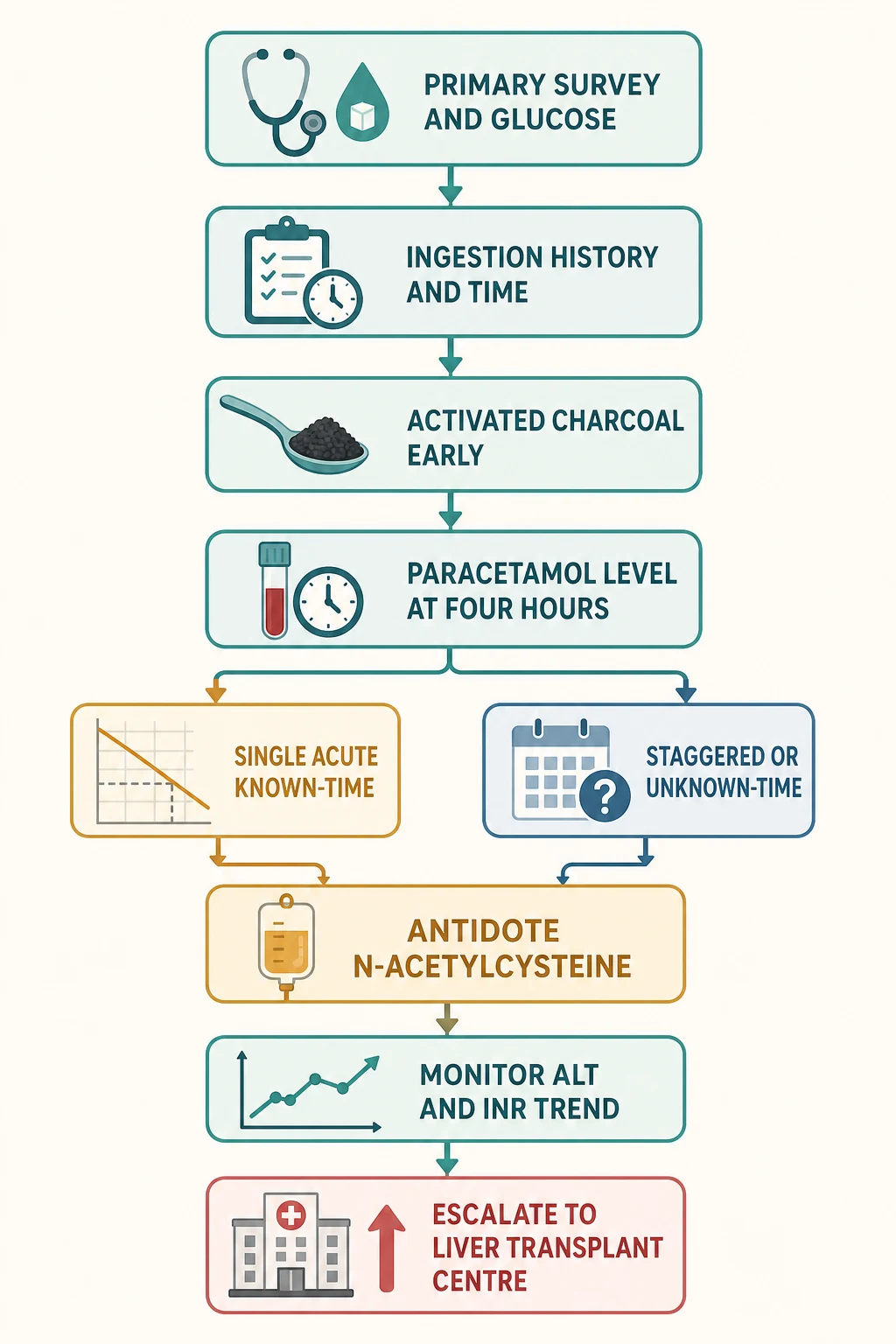 Reviewed educational schematic of the paracetamol poisoning management pathway as a vertical flowchart: primary survey and glucose, take ingestion history and time, activated charcoal within one hour if indicated, paracetamol level at four hours, plot on the Rumack-Matthew nomogram for a single acute ingestion or treat empirically for staggered or unknown-time, start intravenous N-acetylcysteine on or above the treatment line, monitor ALT and INR trend, and escalate to a liver transplant centre when King's College criteria are met