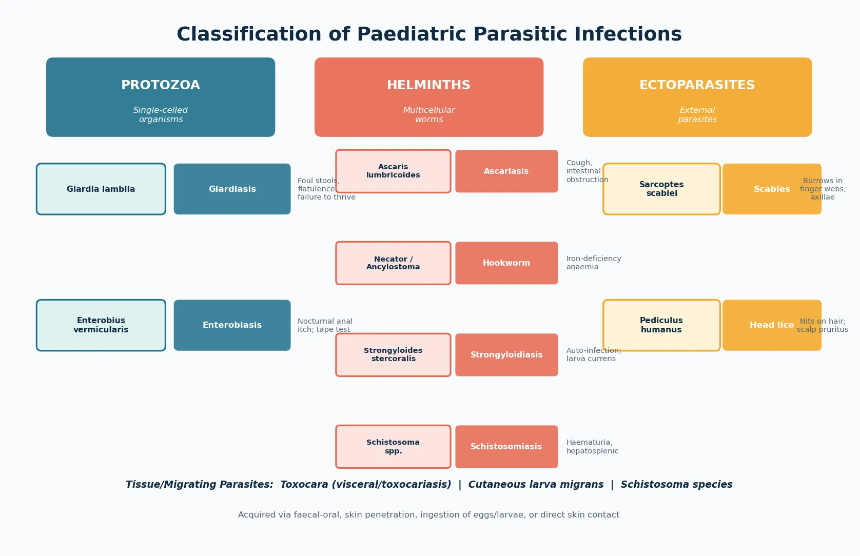 Classification of paediatric parasitic infections by organism type into protozoa (Giardia, Enterobius), helminths (Ascaris, hookworm, Strongyloides, Schistosoma), and ectoparasites (scabies mite, head louse), with the clinical syndrome and acquisition route for each.