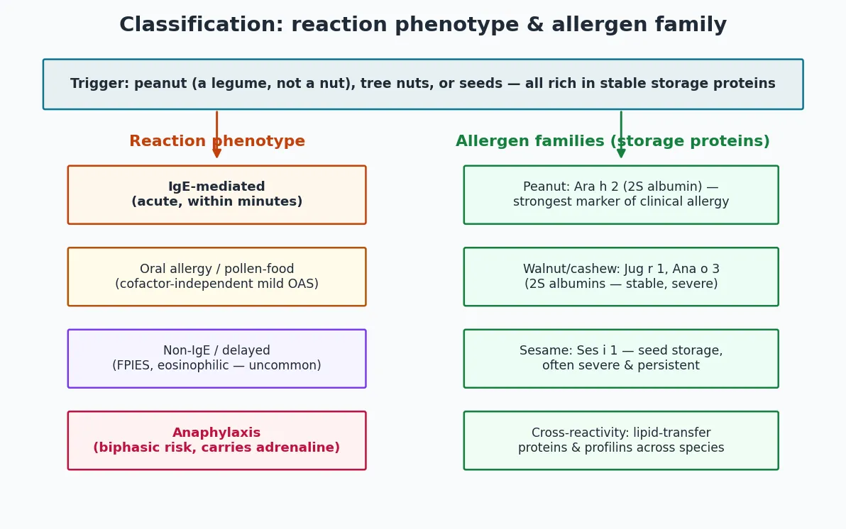 Classification of peanut, tree-nut and seed allergy by reaction phenotype (IgE-mediated, pollen-food, non-IgE/FPIES, anaphylaxis) and by allergen family showing Ara h 2, Ana o 3, Jug r 1, Ses i 1 storage proteins.