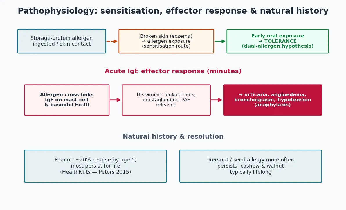 Pathophysiology diagram showing sensitisation via broken skin leading to IgE versus oral exposure leading to tolerance, acute mast-cell degranulation cascade to anaphylaxis, and natural history of persistence and resolution.