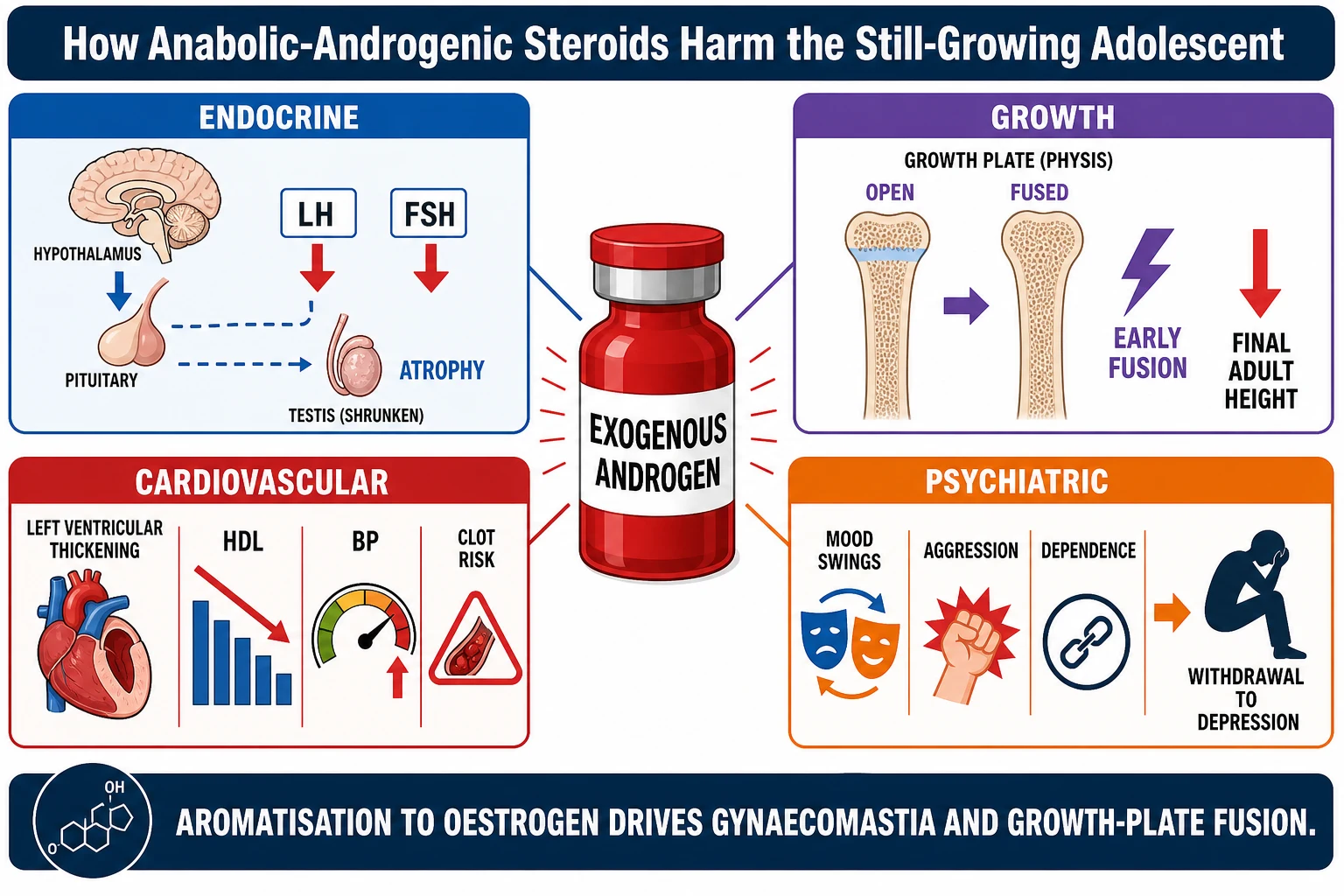 Central infographic titled How Anabolic Androgenic Steroids Harm the Still Growing Adolescent. A central red vial labelled exogenous androgen radiates to four organ panels. Top-left Endocrine panel shows a suppressed hypothalamic pituitary gonadal axis with downward arrows on luteinising and follicle stimulating hormone and shrunken testes and the word atrophy. Top-right Growth panel shows a long bone with an open growth plate turning into a fused growth plate with an early-fusion bolt and a downward arrow on final adult height. Bottom-left Cardiovascular panel shows the heart with left ventricular hypertrophy a falling high-density lipoprotein bar a rising blood pressure gauge and a thrombus warning. Bottom-right Psychiatric panel shows a brain with mood-swing and aggression and dependence icons and a withdrawal-to-depression arrow. A bottom strip reads aromatisation to oestrogen drives gynaecomastia and growth-plate fusion.