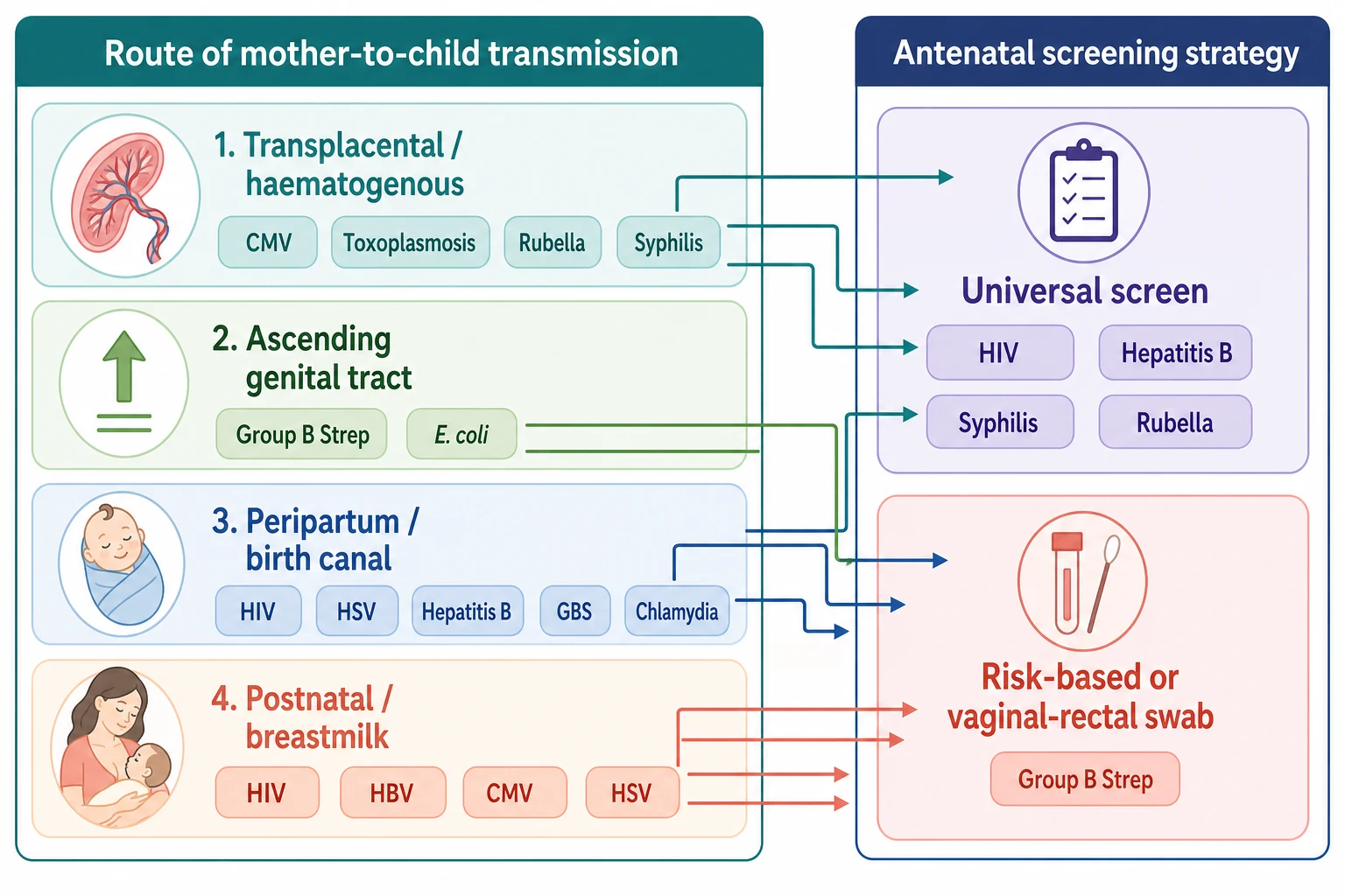 Classification of perinatal infections by route of mother-to-child transmission and by antenatal screening strategy